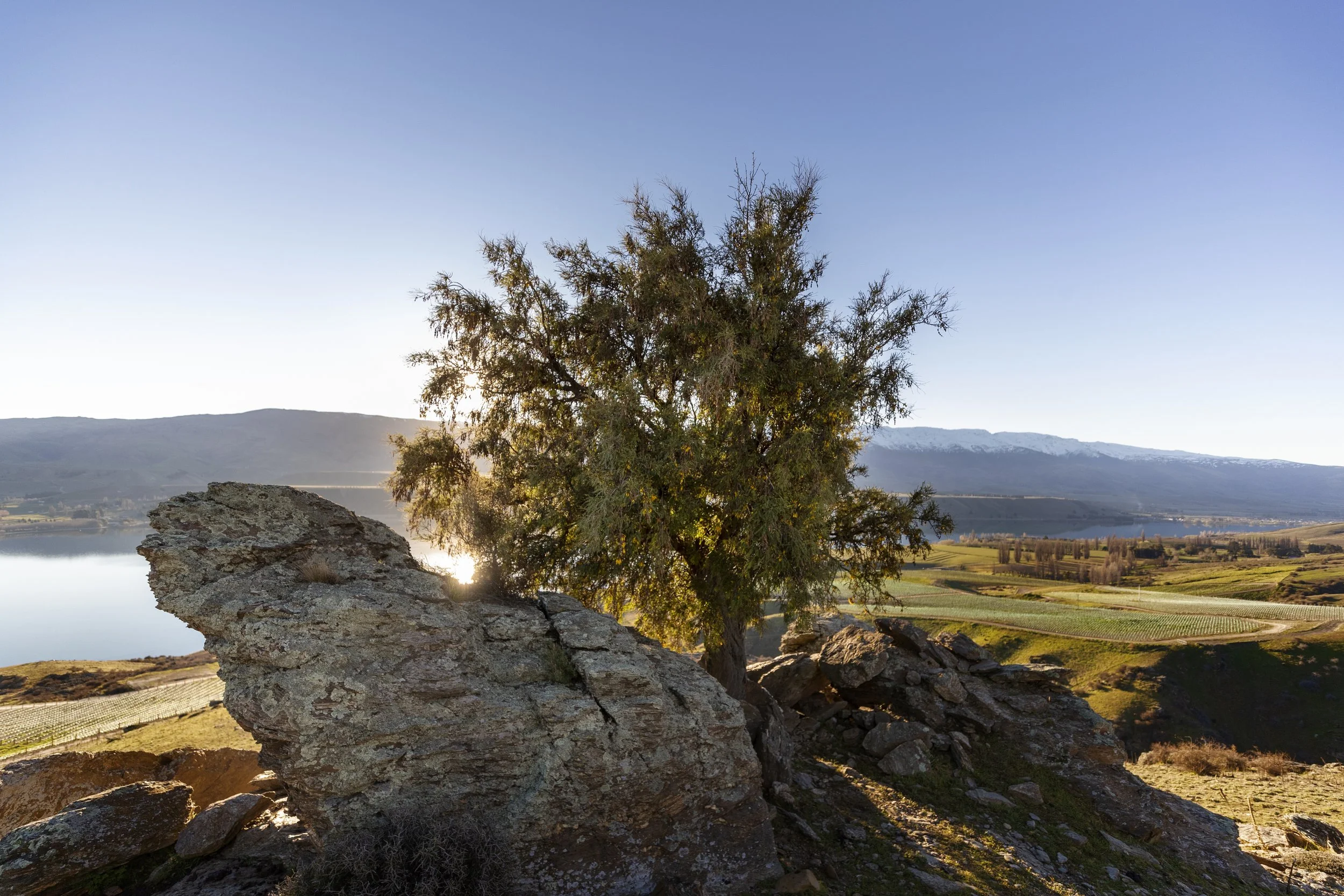 LS62 kowhai rocky outcrop.jpg