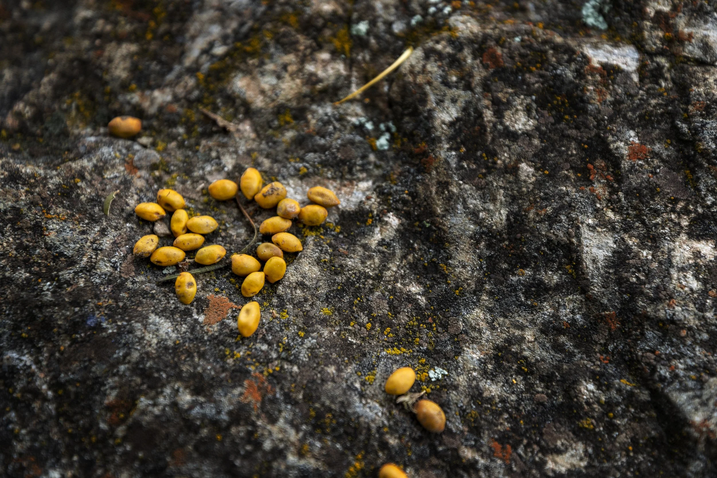 Org16 seeds.jpg