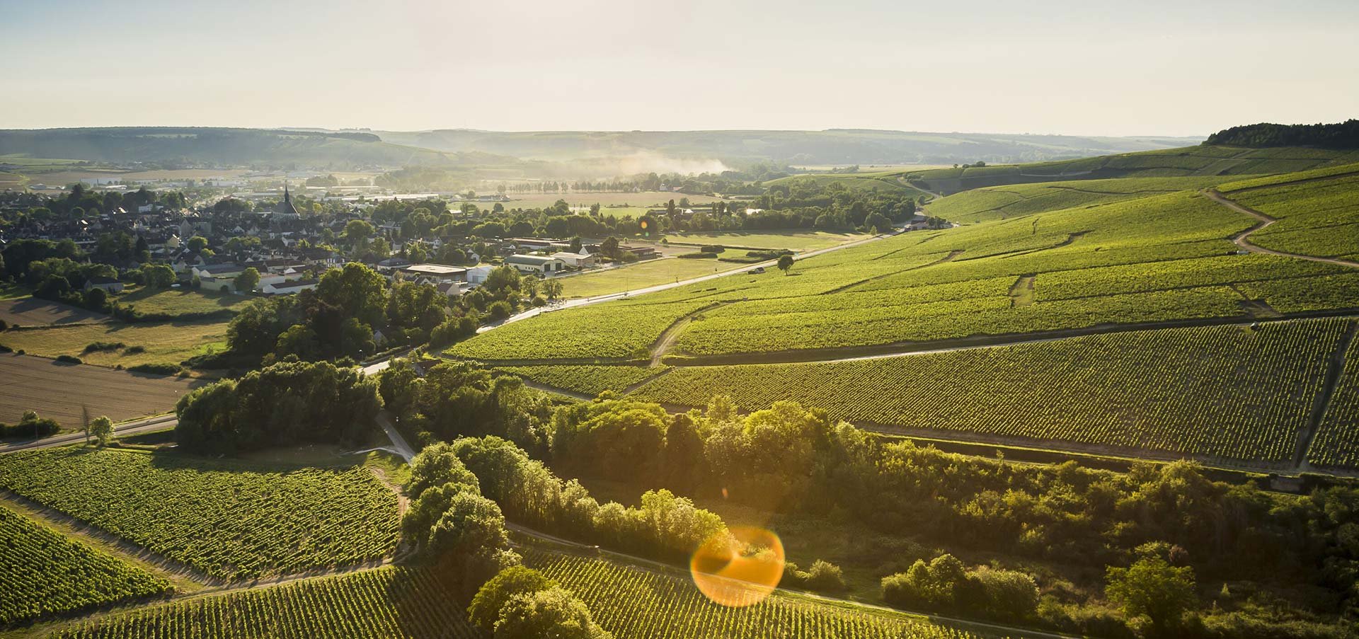Gueguen Vineyards.jpg
