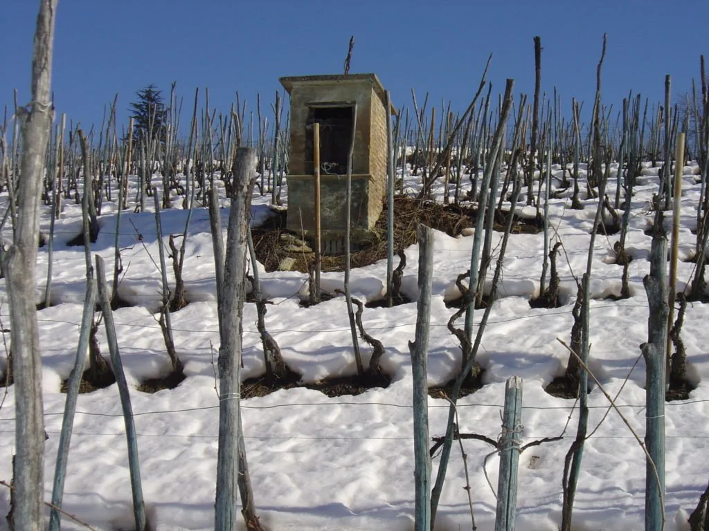 Poderi Cellario 26.jpg
