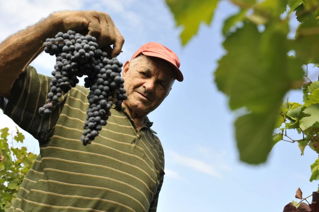 Poderi Cellario 22.jpg