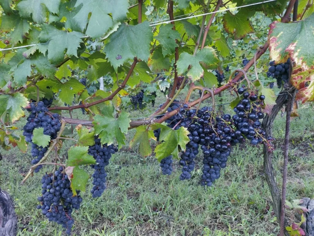 Poderi Cellario 11.jpeg