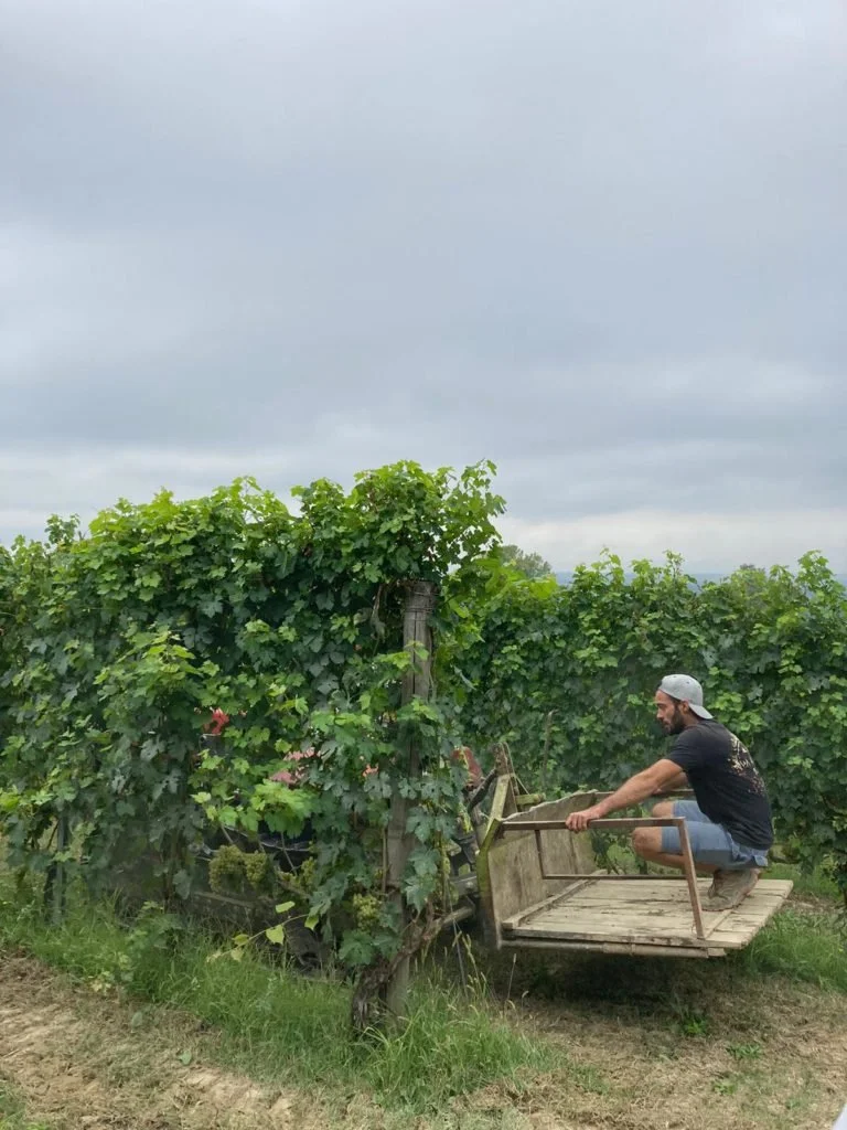 Poderi Cellario 8.jpeg