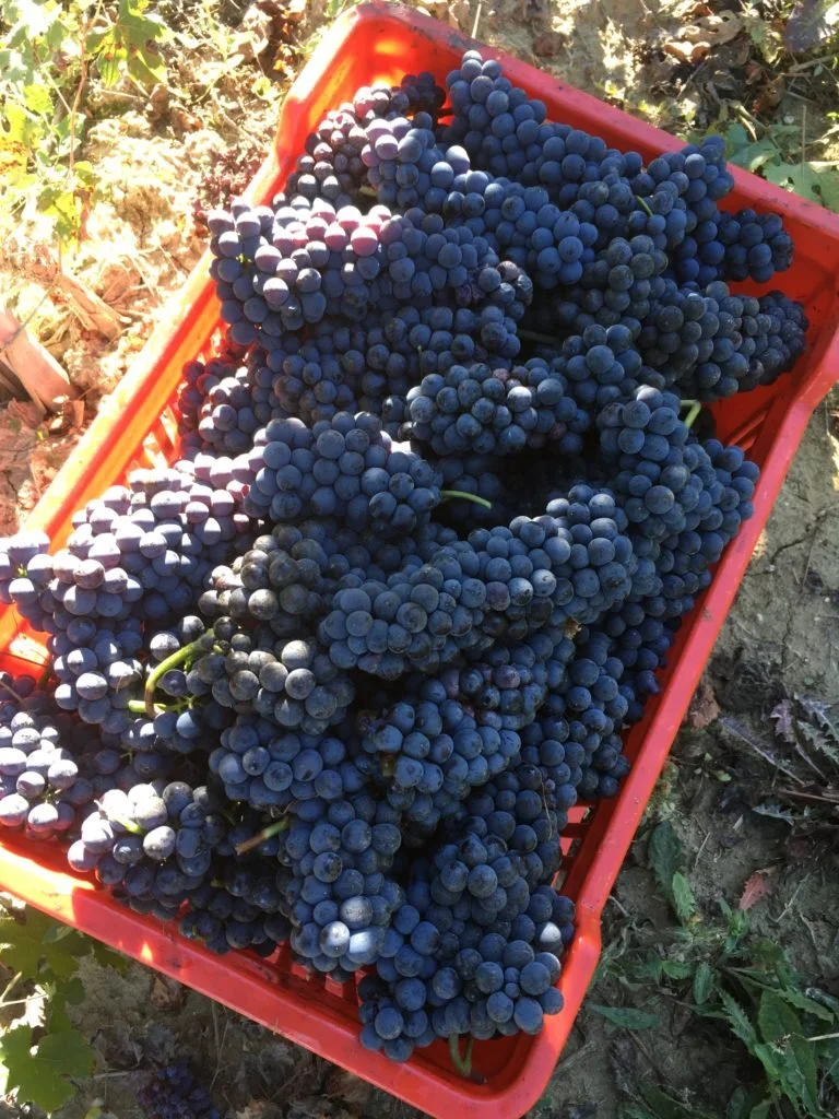 Poderi Cellario.jpg
