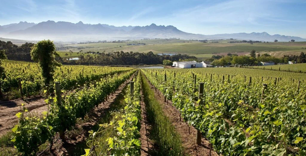 DeMorgenzon- Vineyards&Falsebay View.jpg