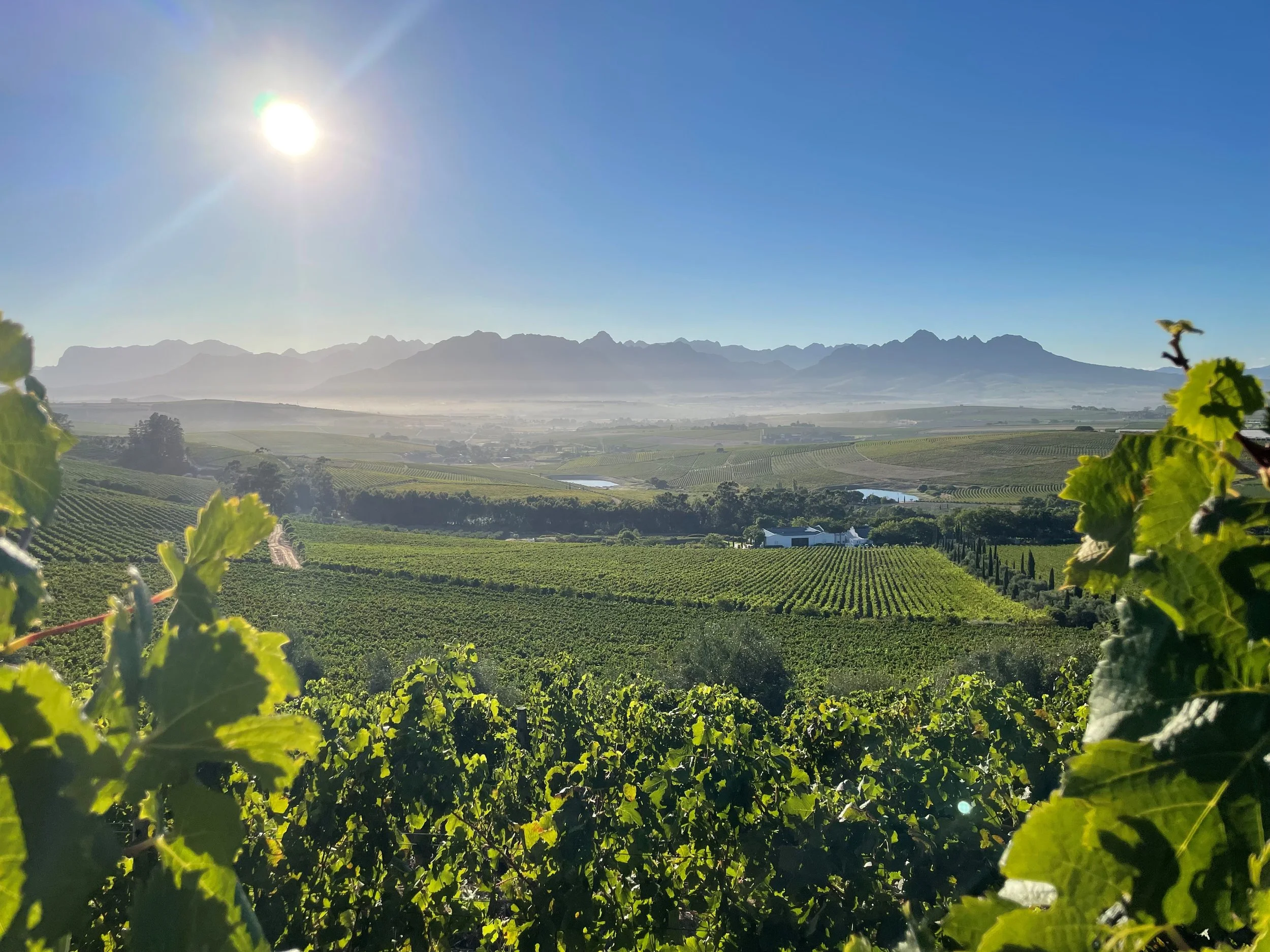 Farm through vines.jpg
