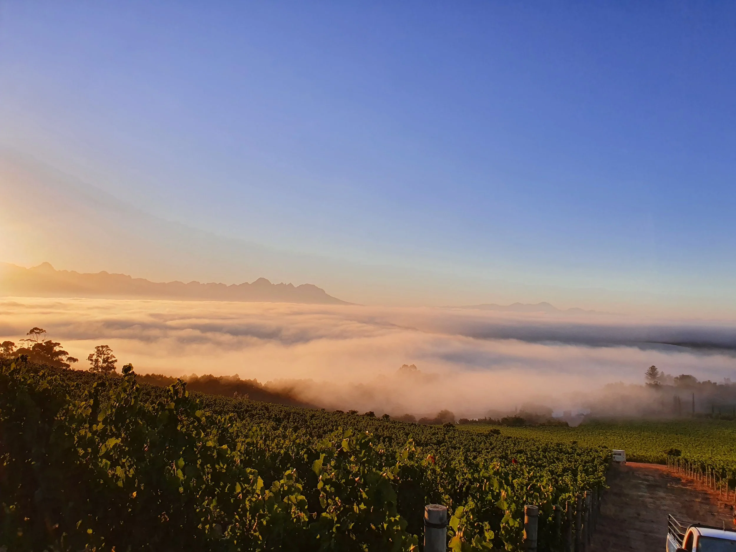 Harvest on a cool summer morning.jpg