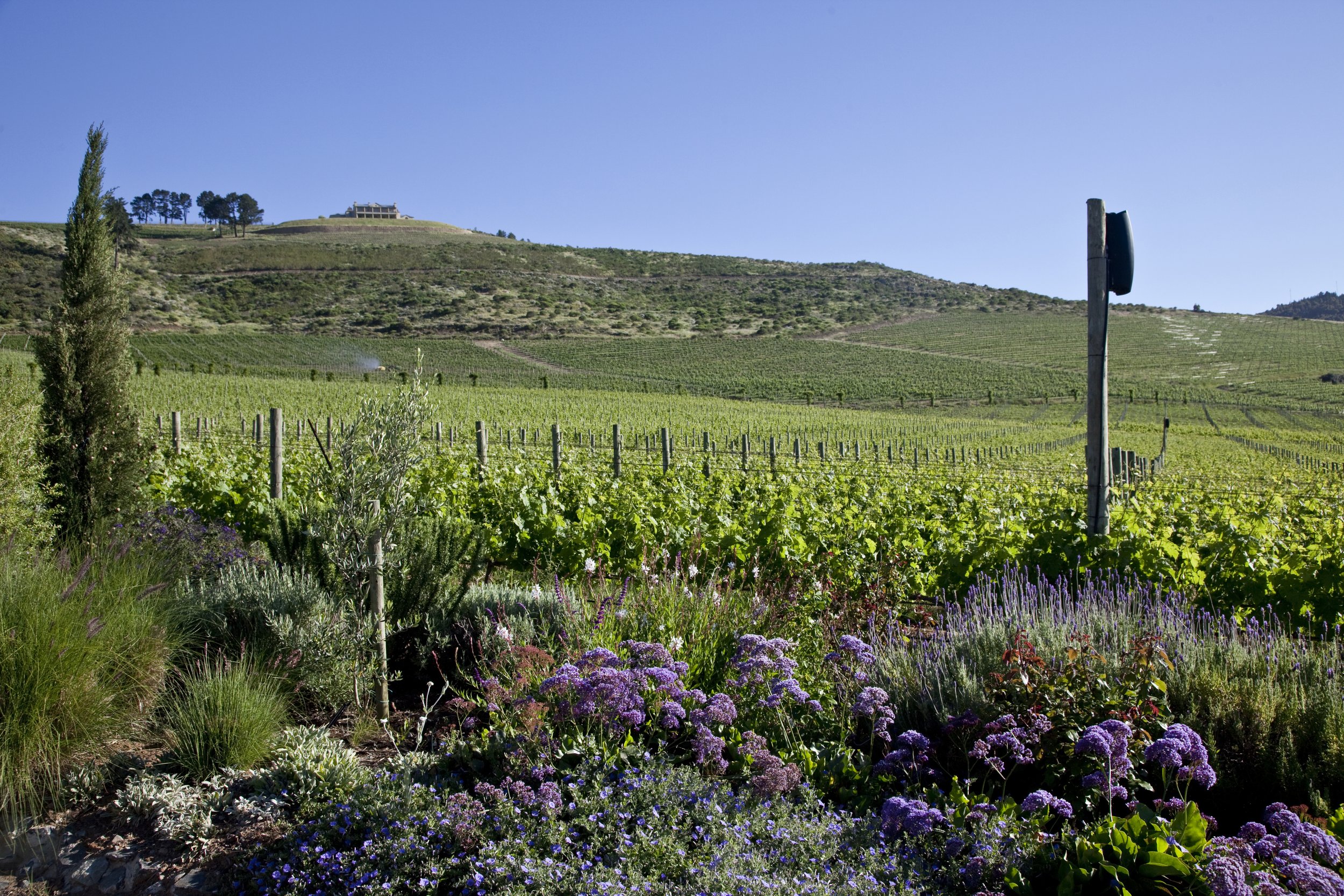Music in the Vines.jpg
