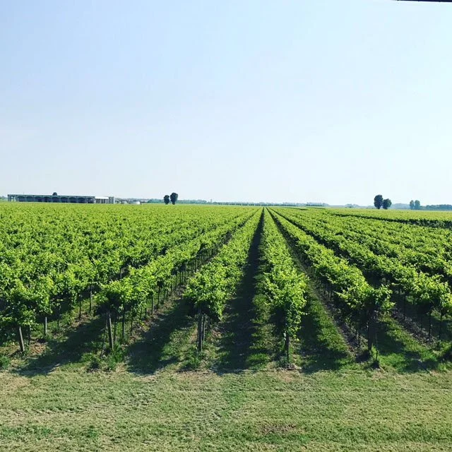2017 Divici_Vigneti (12).JPG