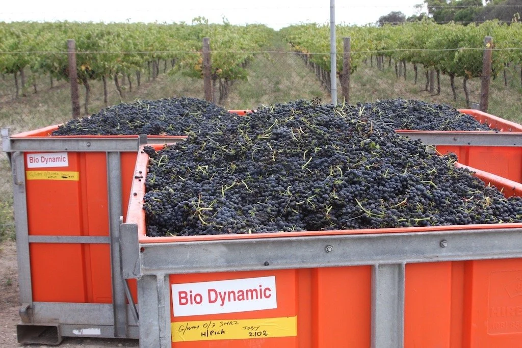 PaxtonShiraz.jpg