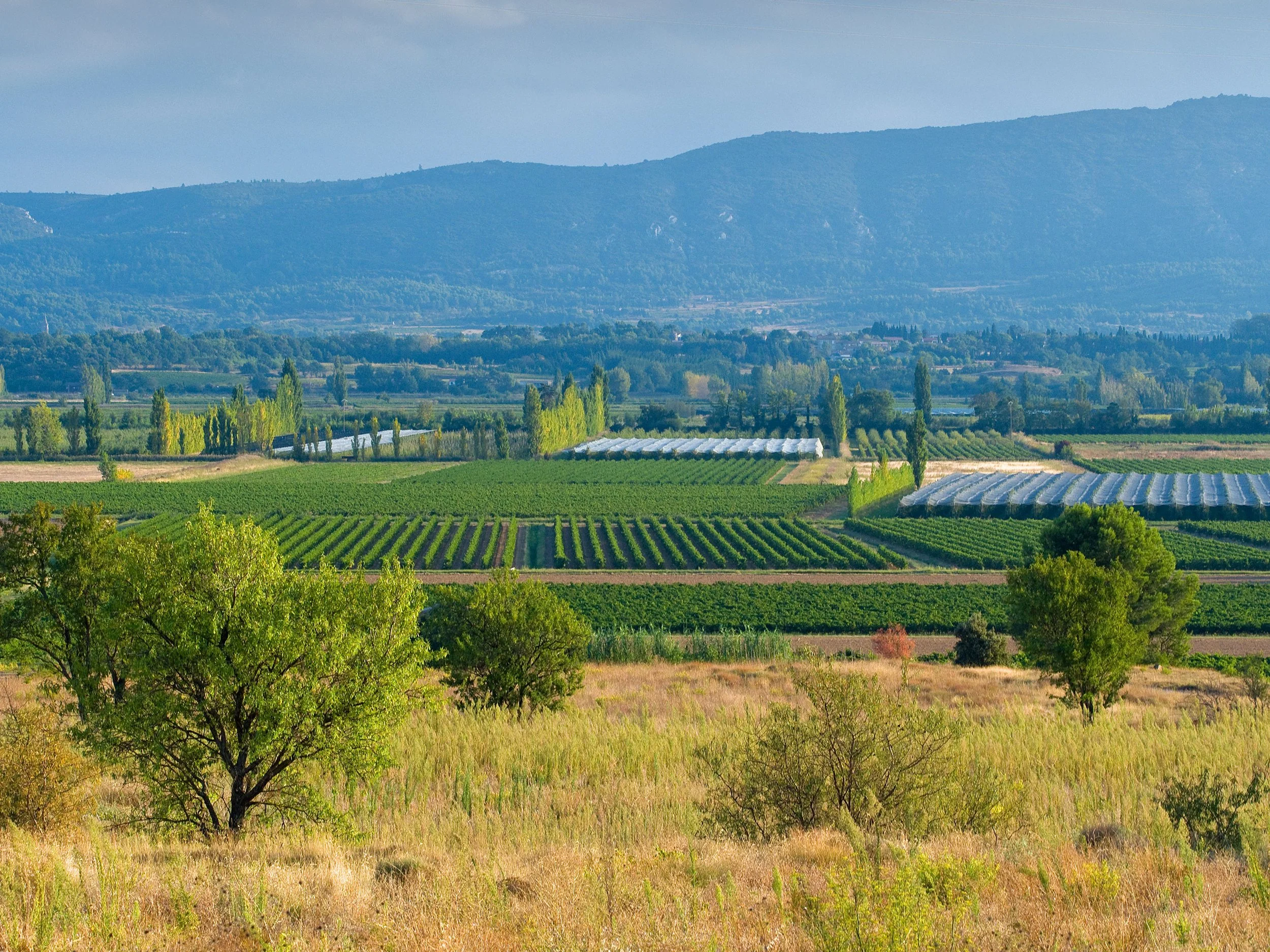 Les-Jamelles-vignes-etang-de-marseillette.jpg