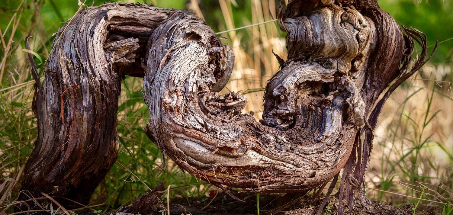 Old Vine Rootstock.jpg
