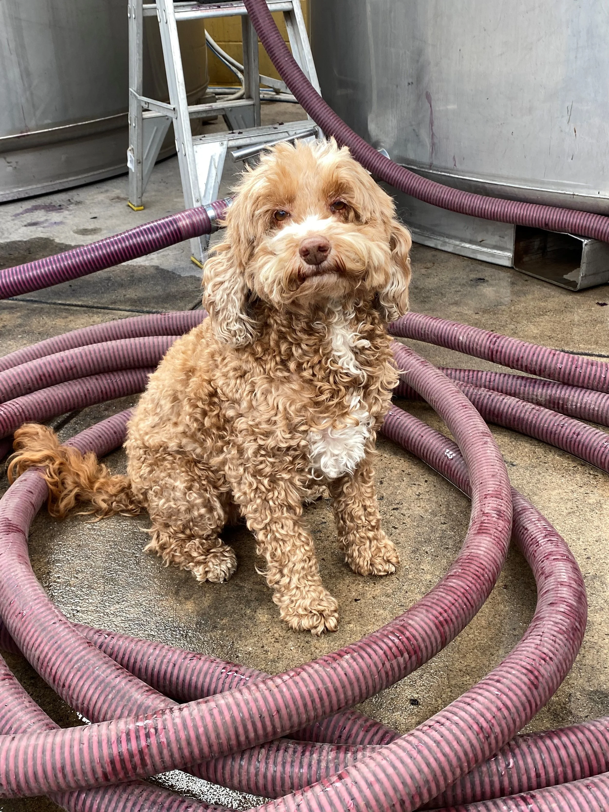 Rocco in winery.jpg