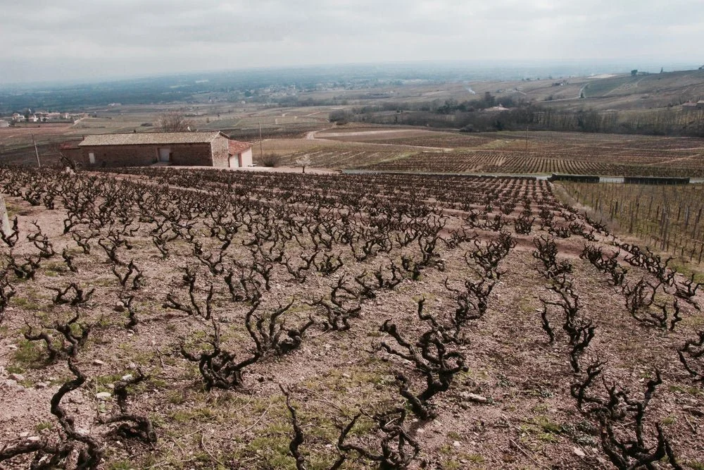 Kewin Descombes Vineyard.jpg
