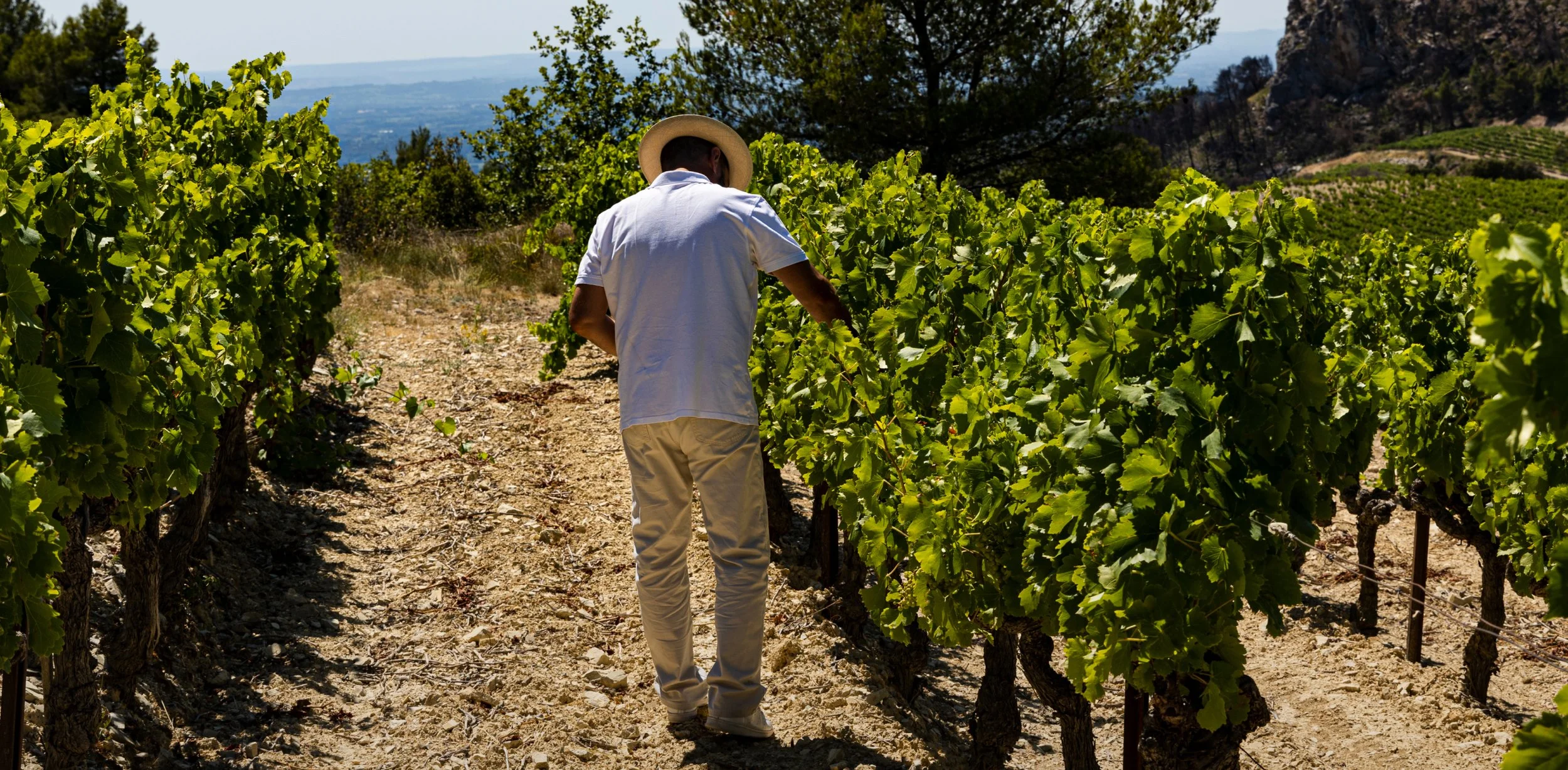 Dans les vignes - In the vineyard 7.jpg