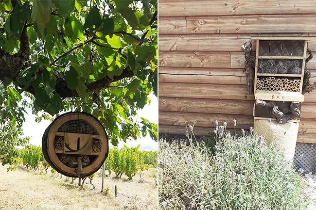 Bee or Bug Hut in Vineyard Cret de bine.jpg