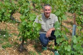 Defaix vineyard in the.jfif