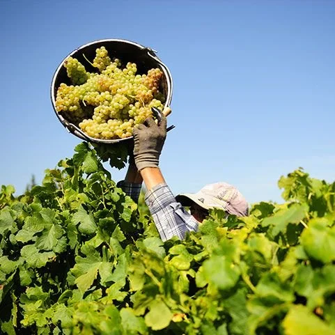 domaine-bernard-defaix harvest.jpg