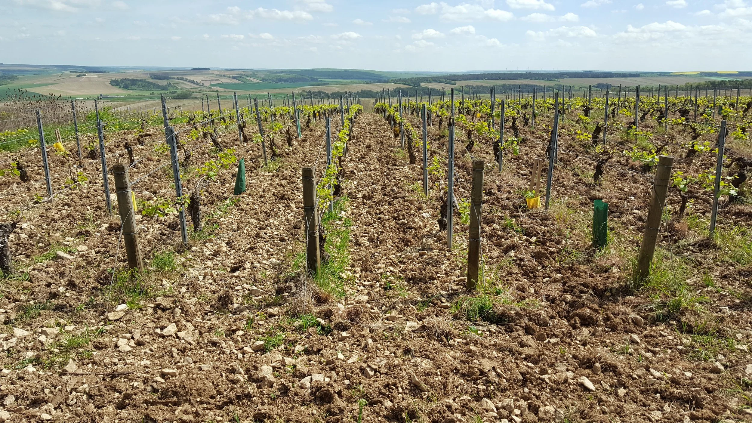 Bernard Defaix Vineyard.jpg