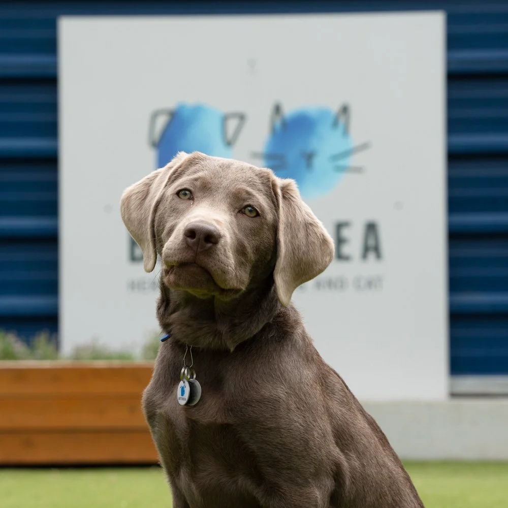 All About Battersea