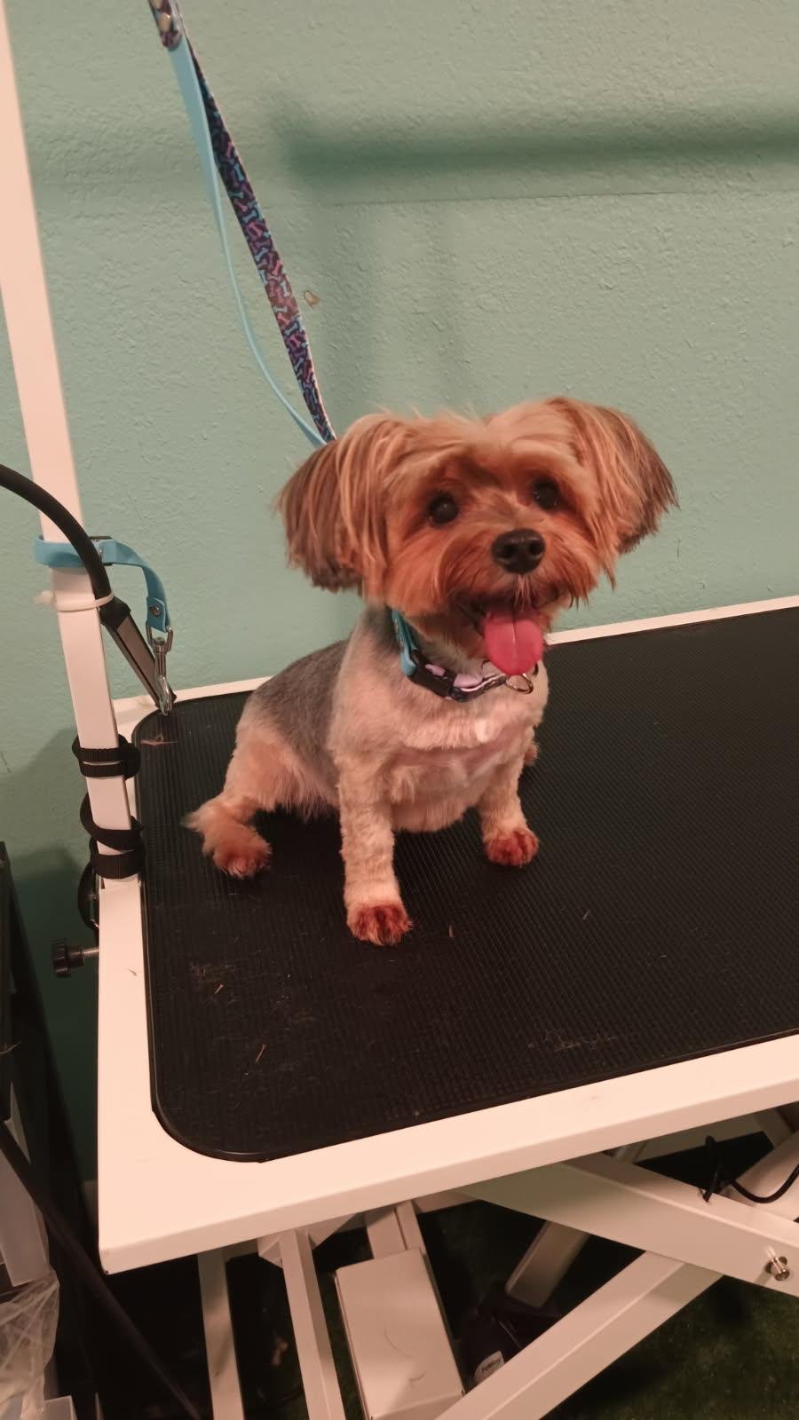 Stellar Grooming team in Lawton