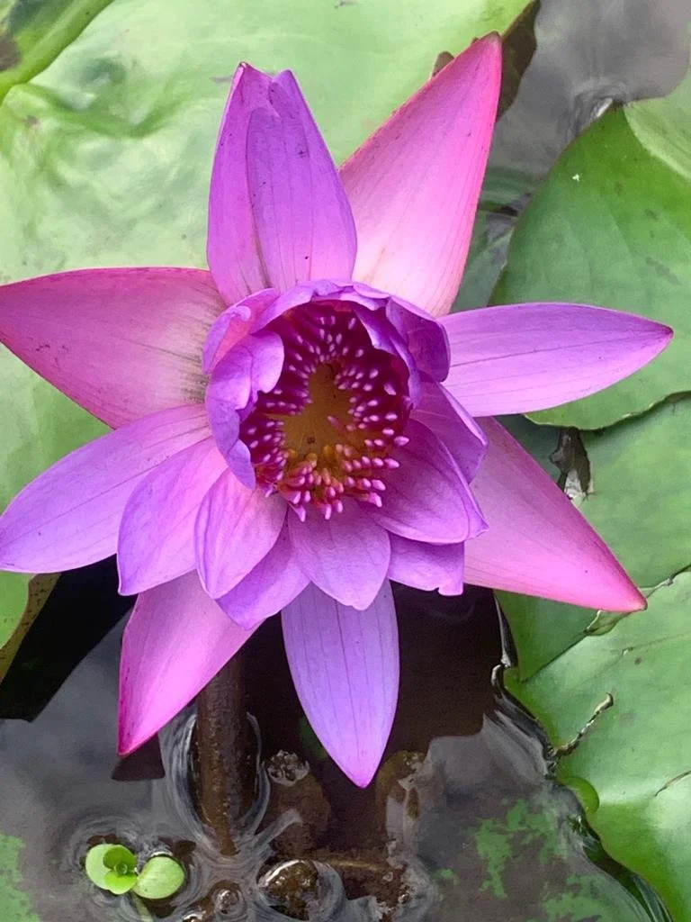 image1 (1).jpeg
