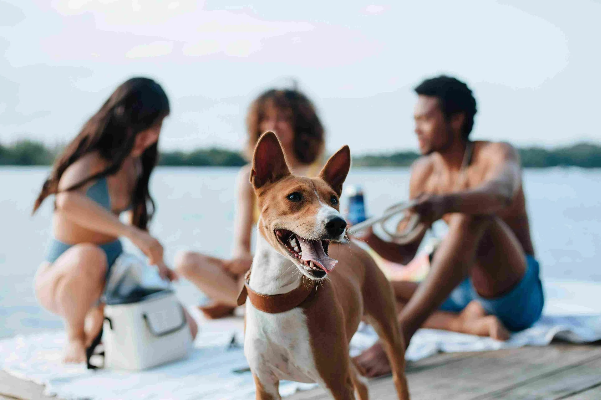 Pet friendly Places to Stay in Galveston: Comfort & Charm