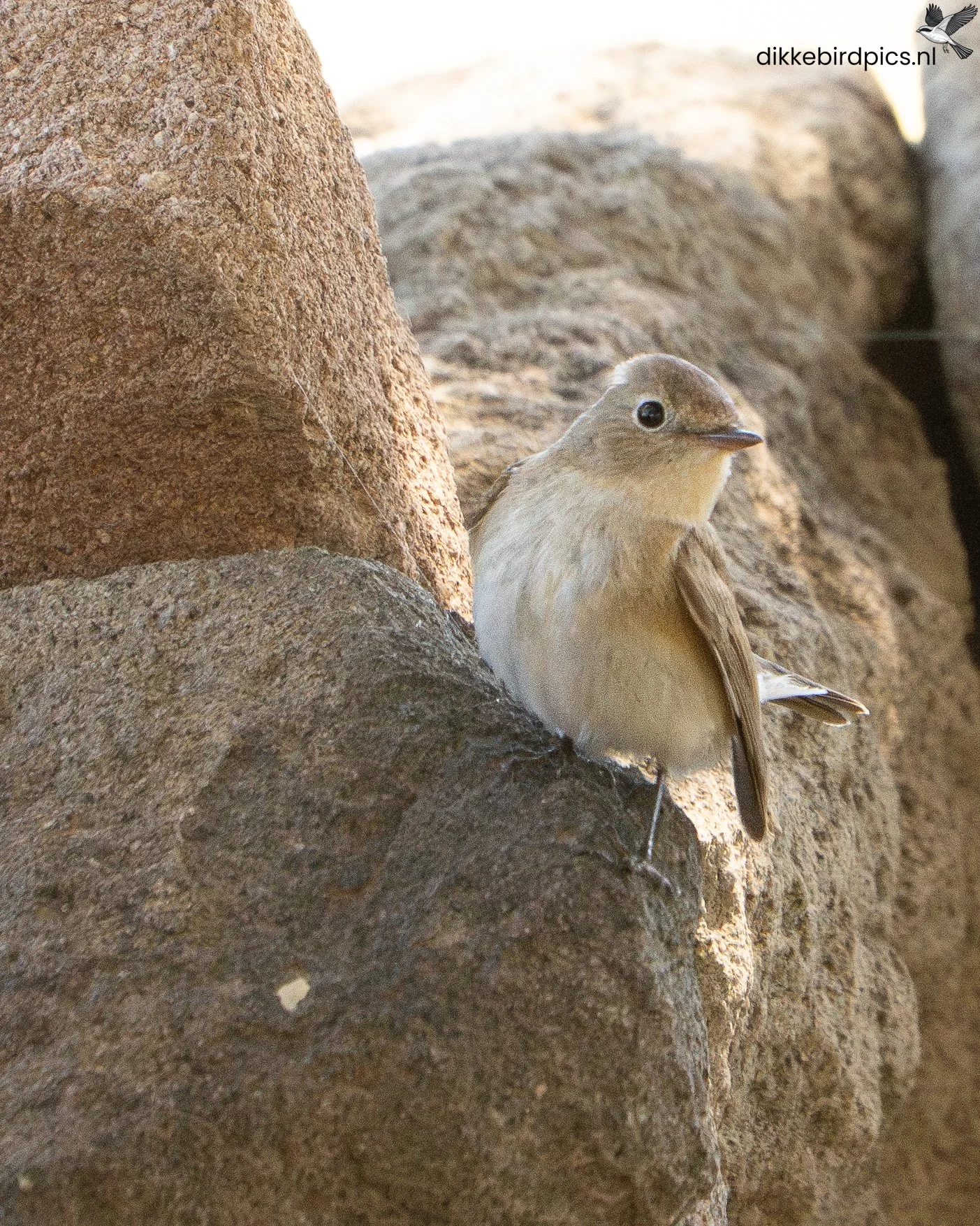 Kleine vliegenvanger