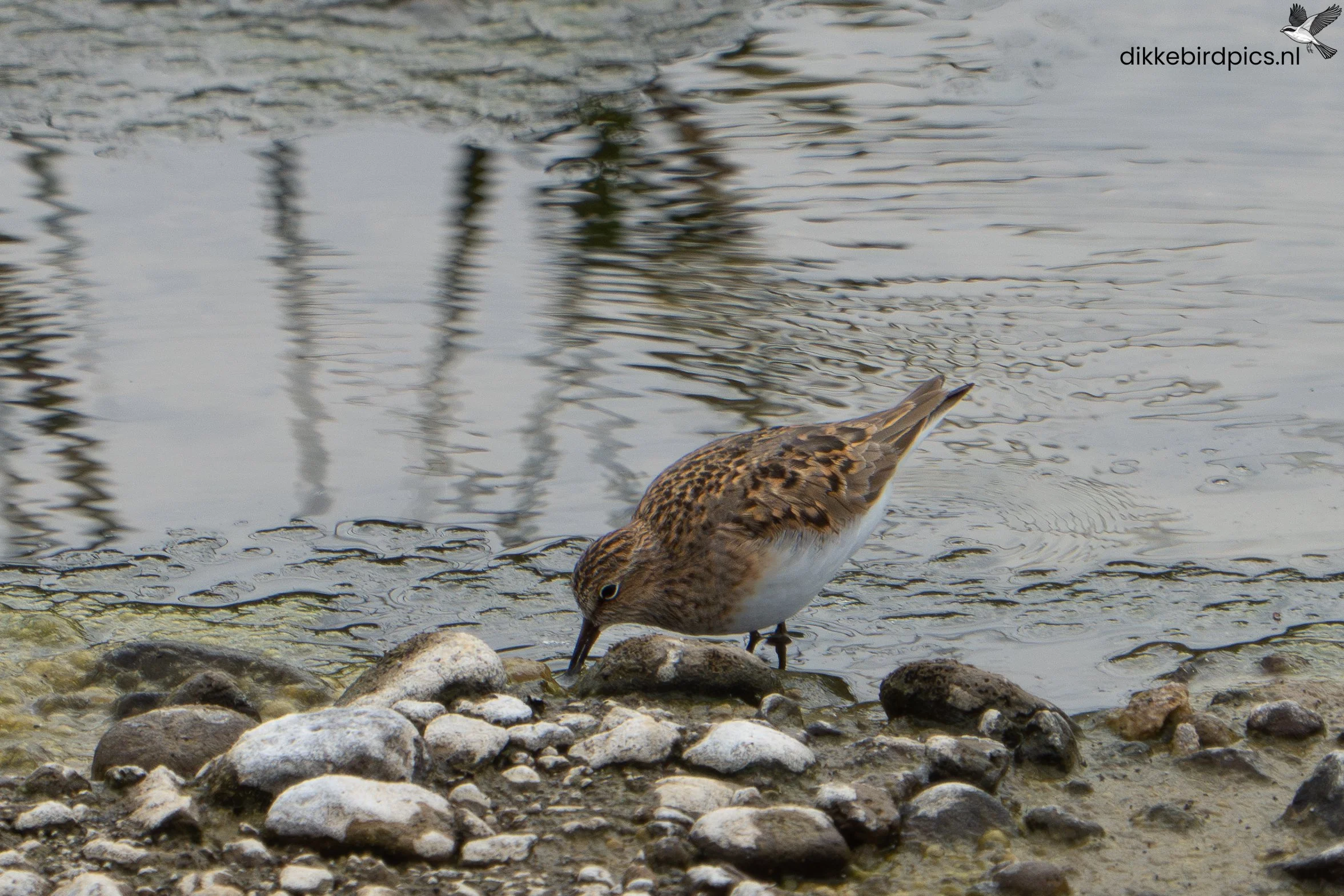 Temmincks strandloper