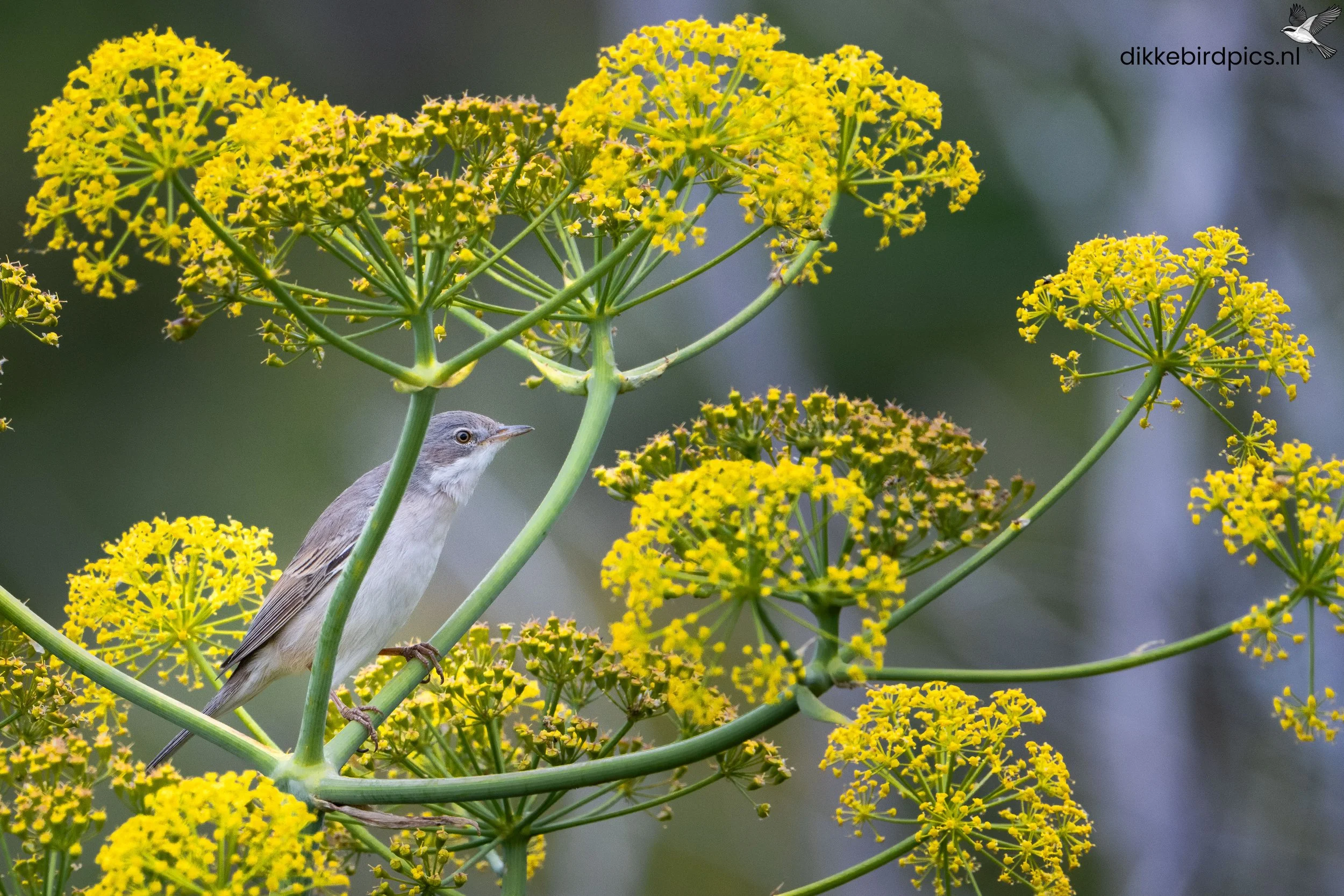 DSC09206-20250505-Full quality-2.jpg