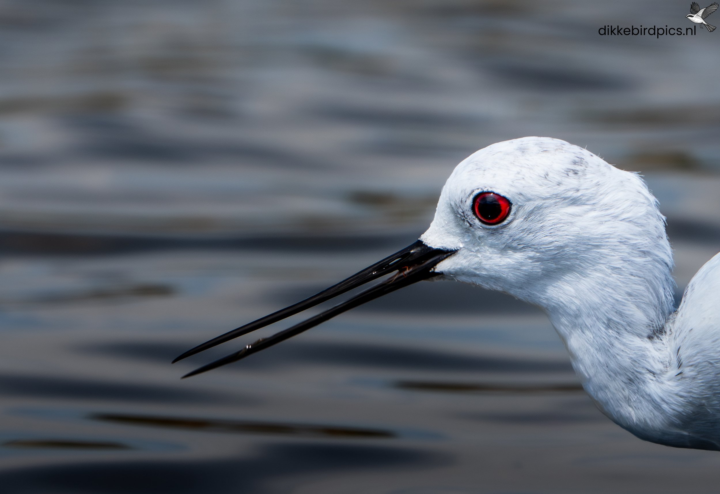 DSC05485-Verbeterd-NR-20250502-Full quality-2.jpg