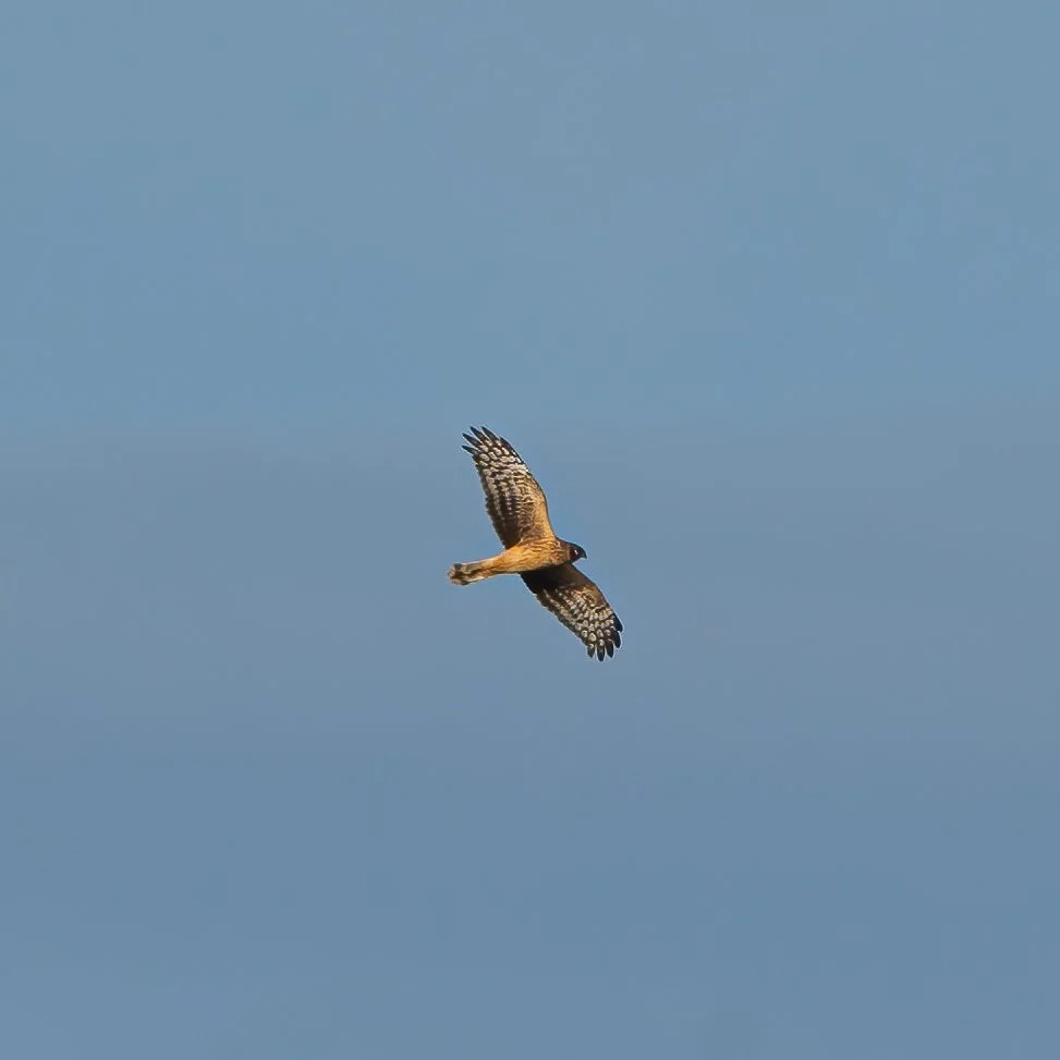 blauwekiekendief_20221026.jpg