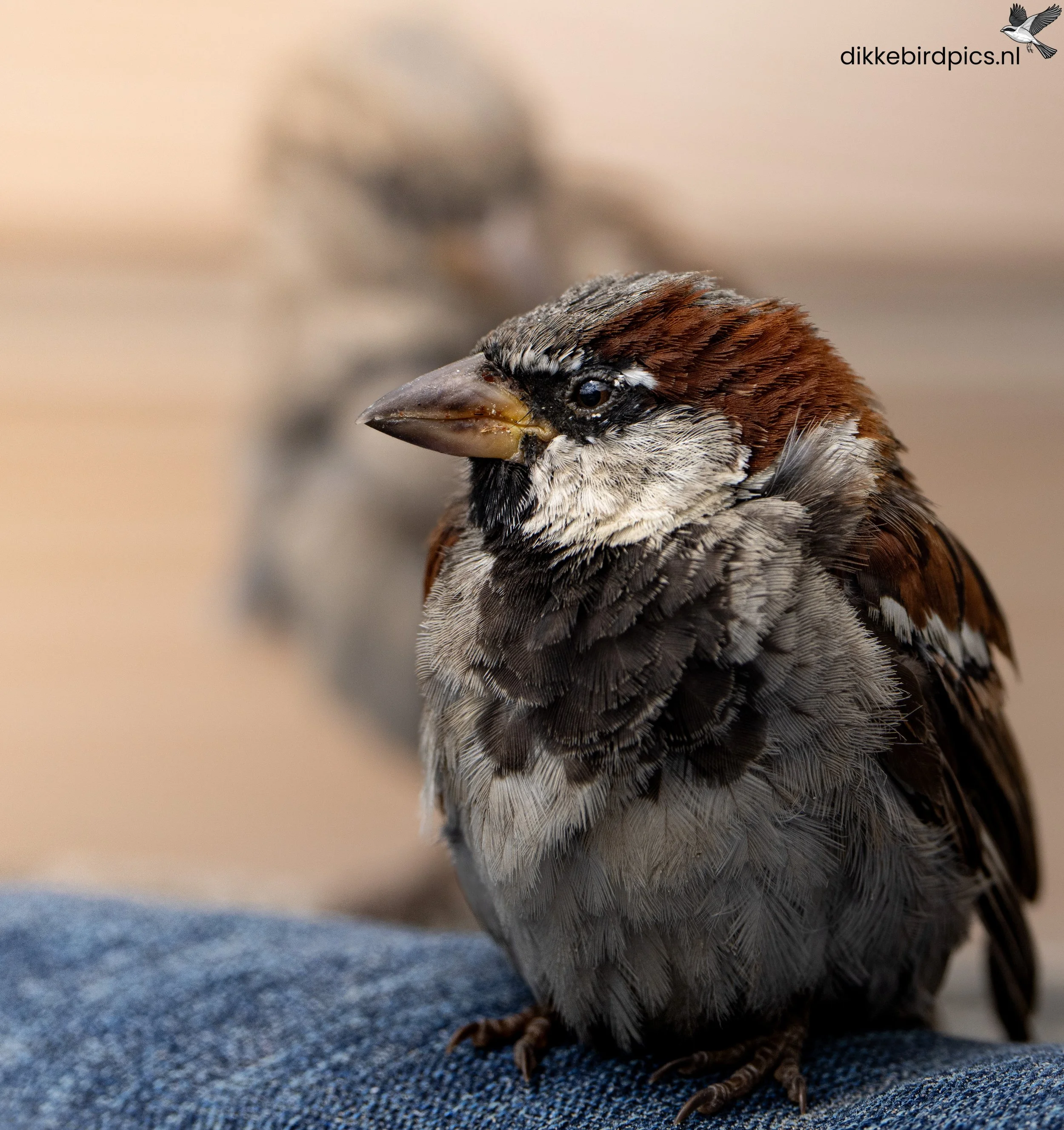 DSC02051-20250805-Full quality-2.jpg