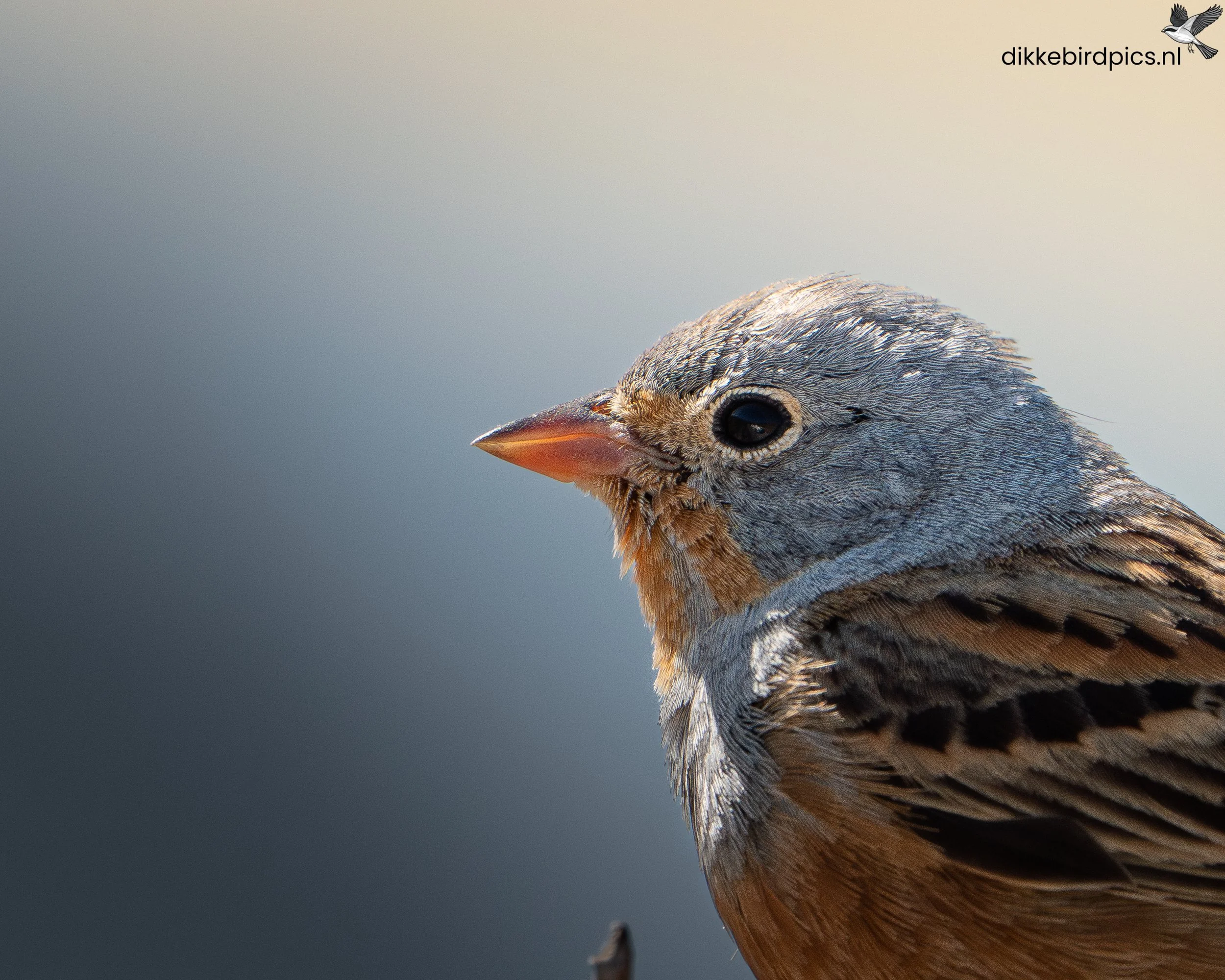 DSC06240-Verbeterd-NR-20250503-Full quality-2.jpg