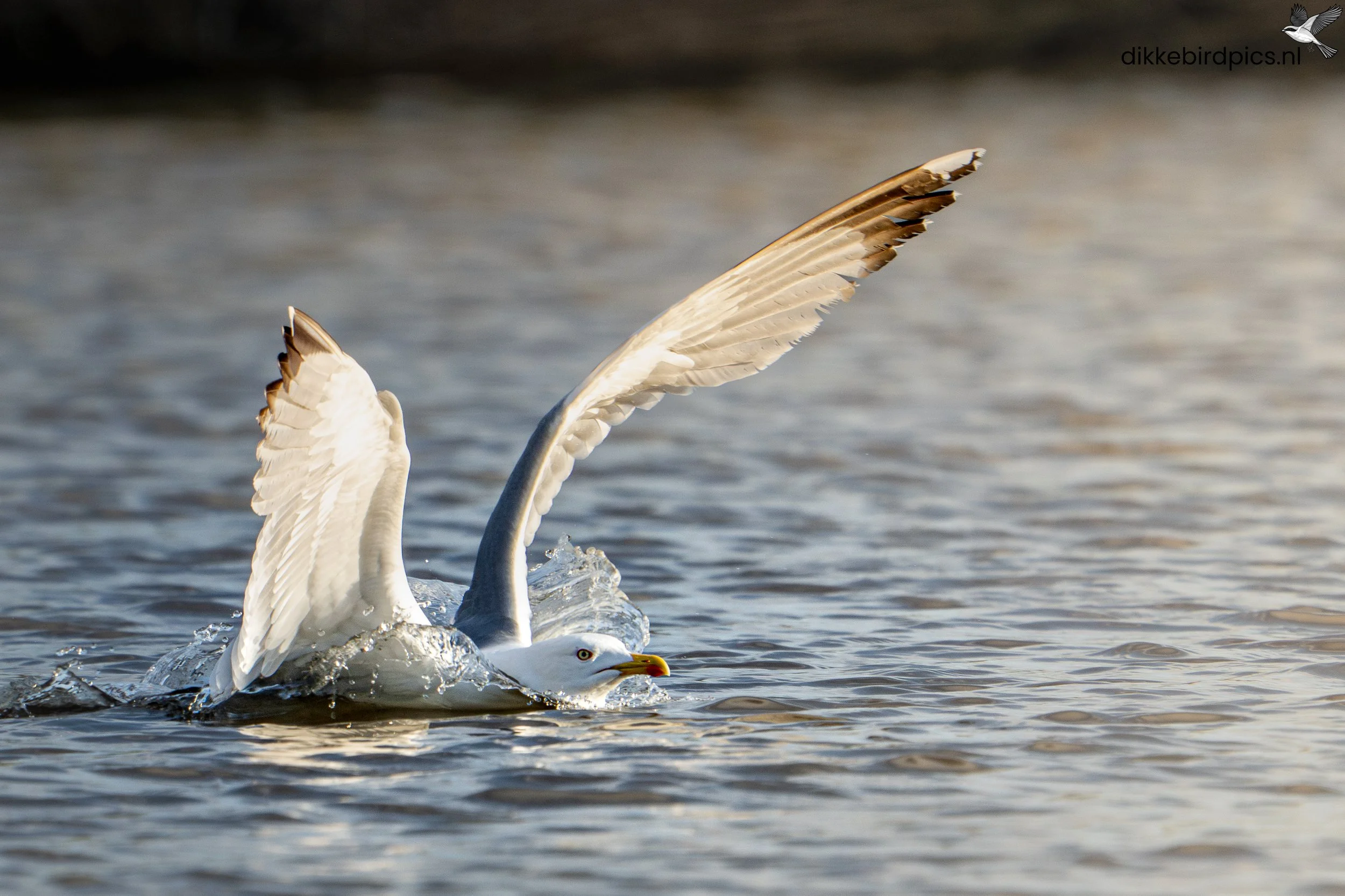 DSC06064-Verbeterd-NR-20250502-Full quality-2.jpg