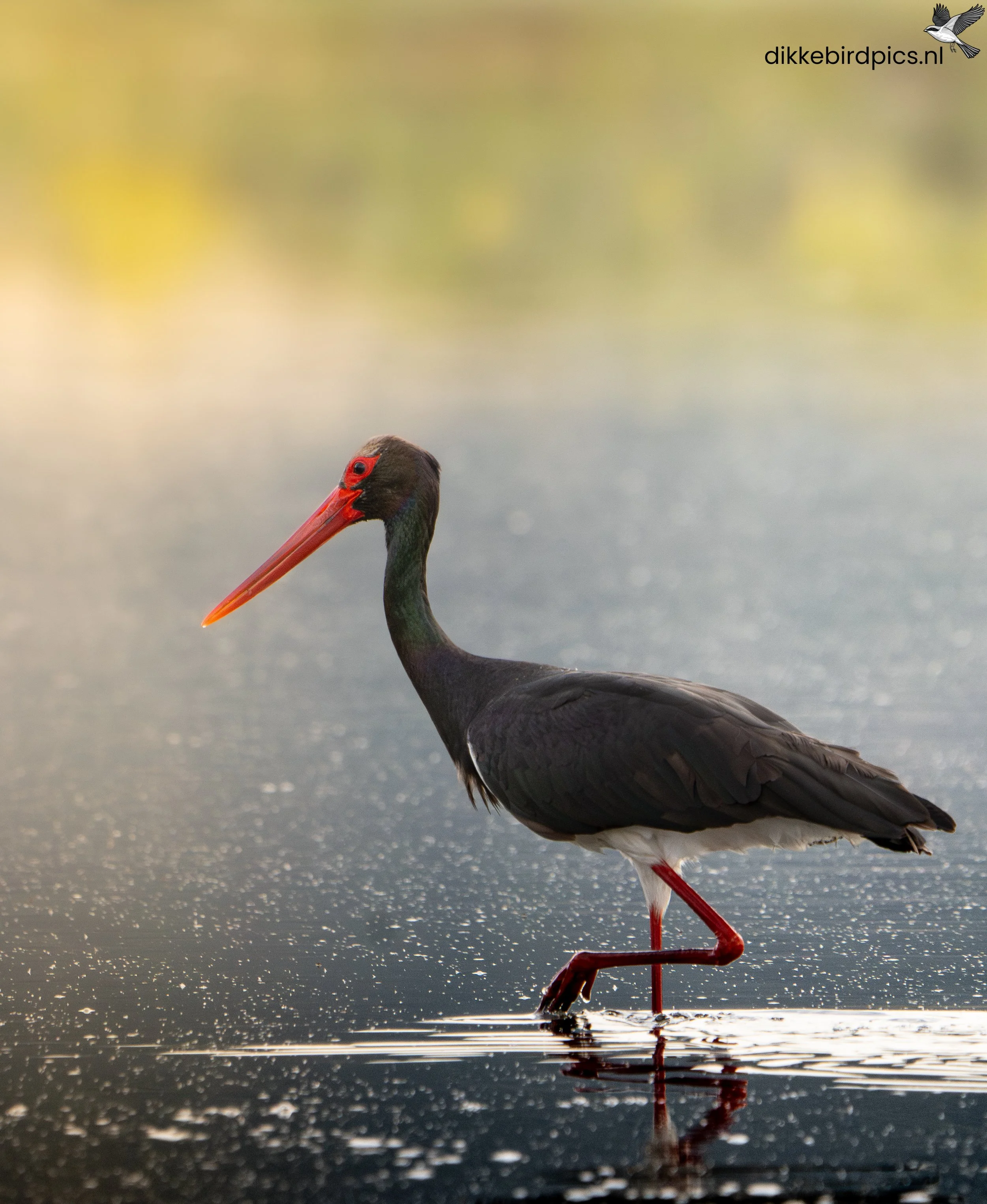 DSC00573-Verbeterd-NR-20250507-Full quality-2.jpg