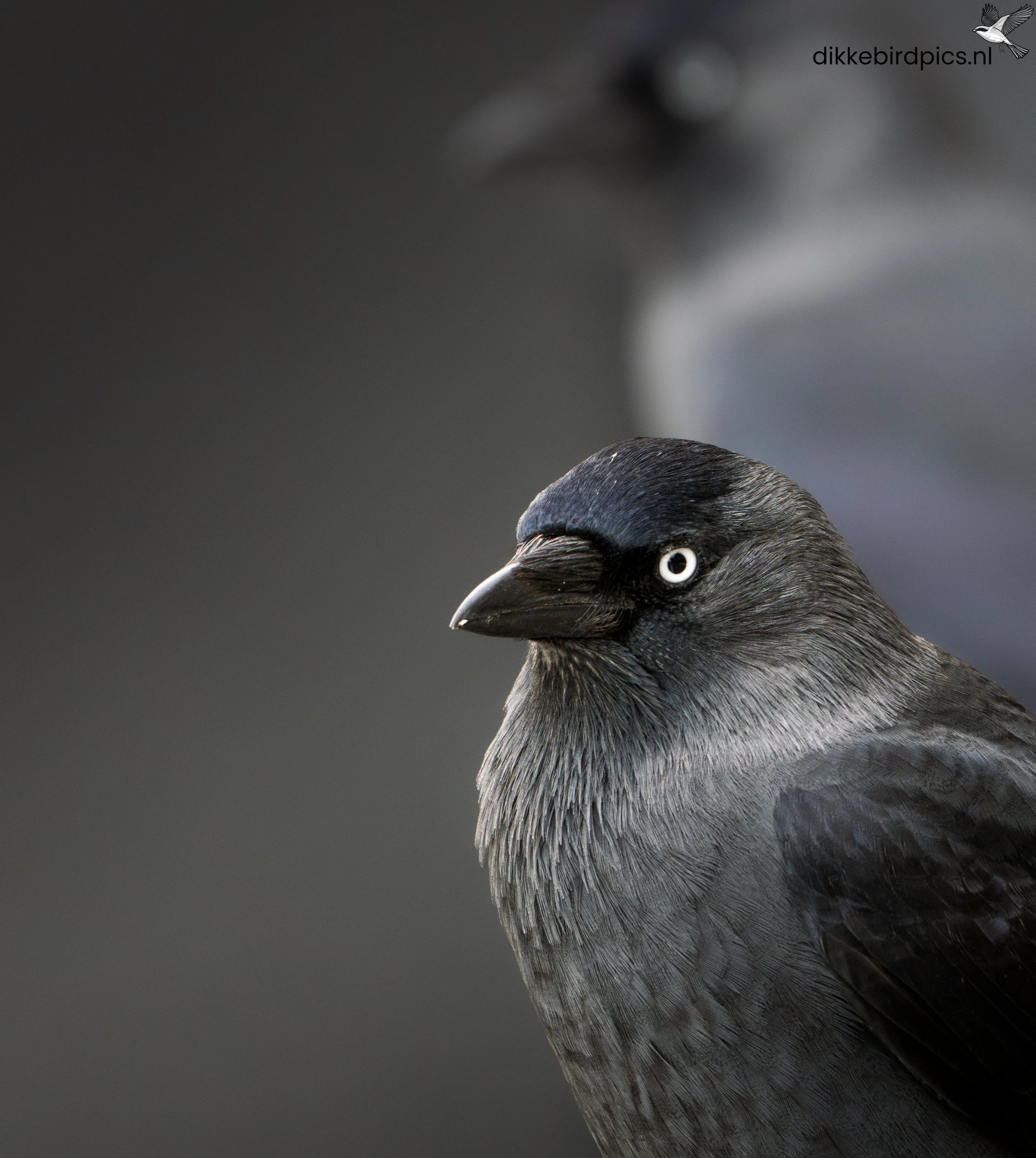 DSC05318-2-Verbeterd-NR-20251110-Full quality-2.jpg