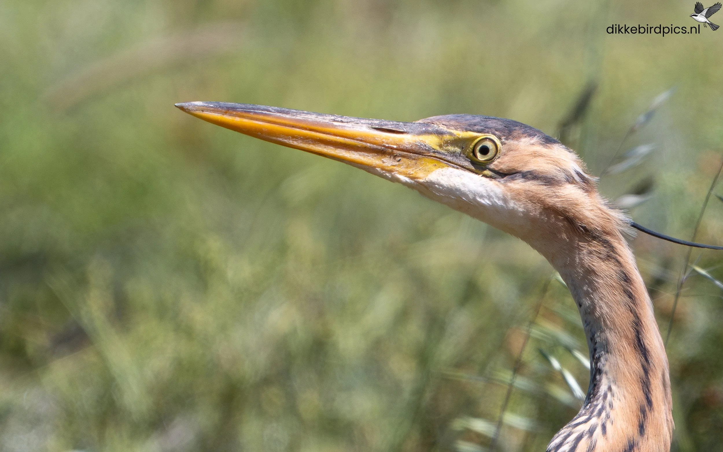 DSC07269-Verbeterd-NR-20250503-Full quality-2.jpg