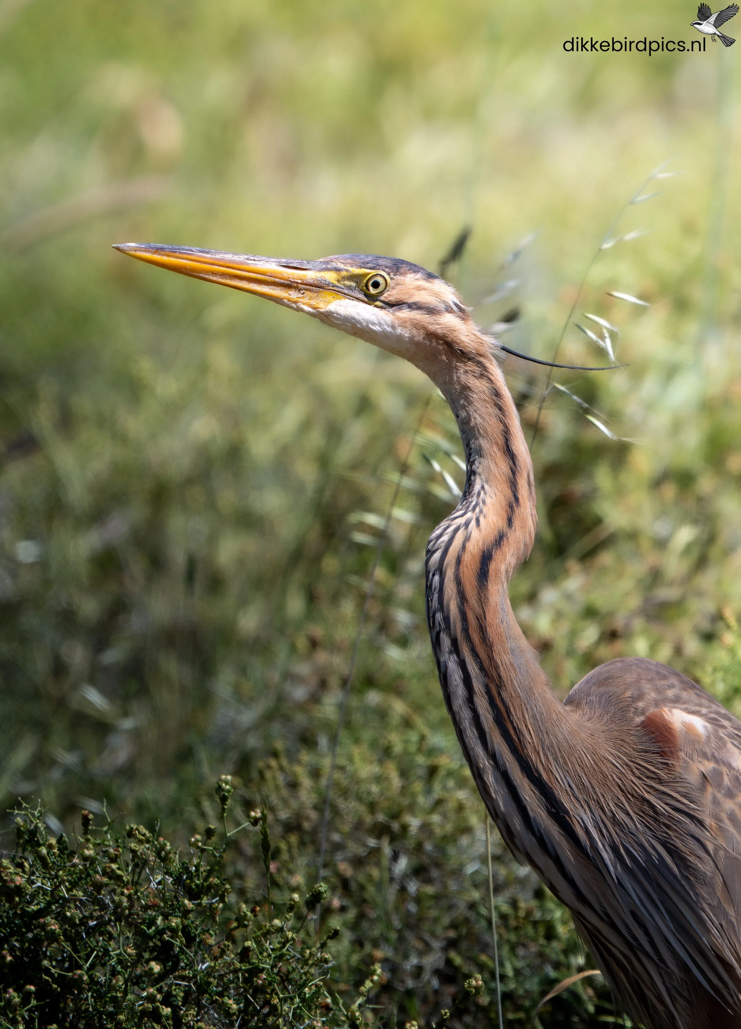 DSC07269-Verbeterd-NR-20250503-Full quality-3.jpg