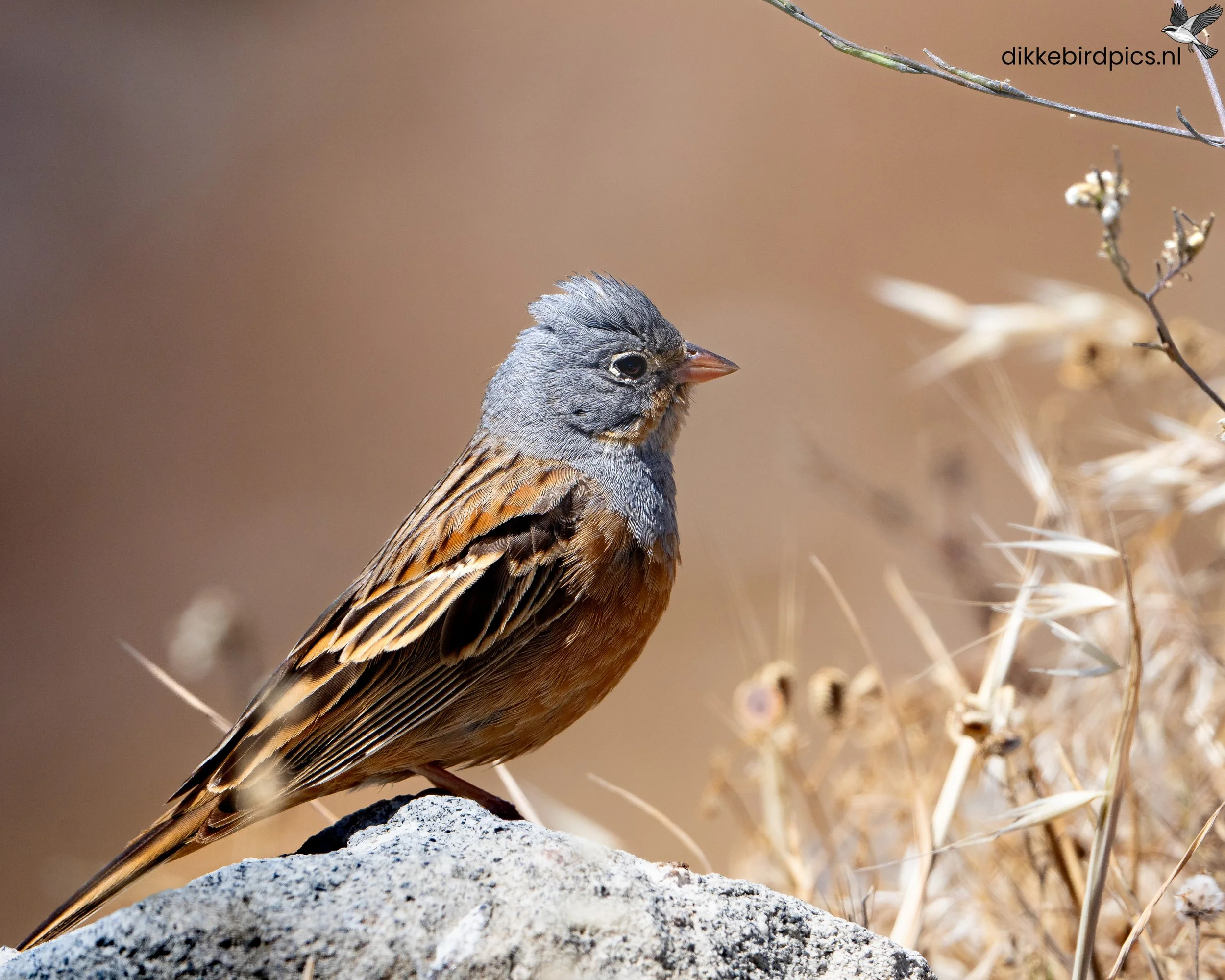 DSC07135-20250503-Full quality-2.jpg