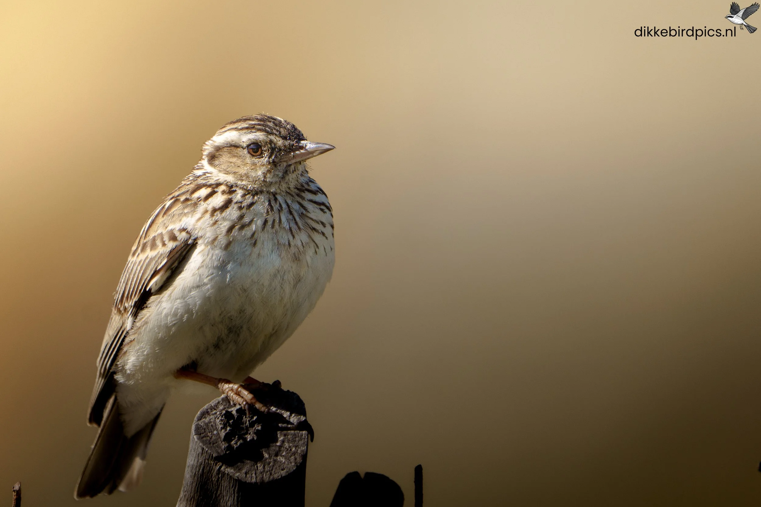 DSC06406-20250503-Full quality-2.jpg