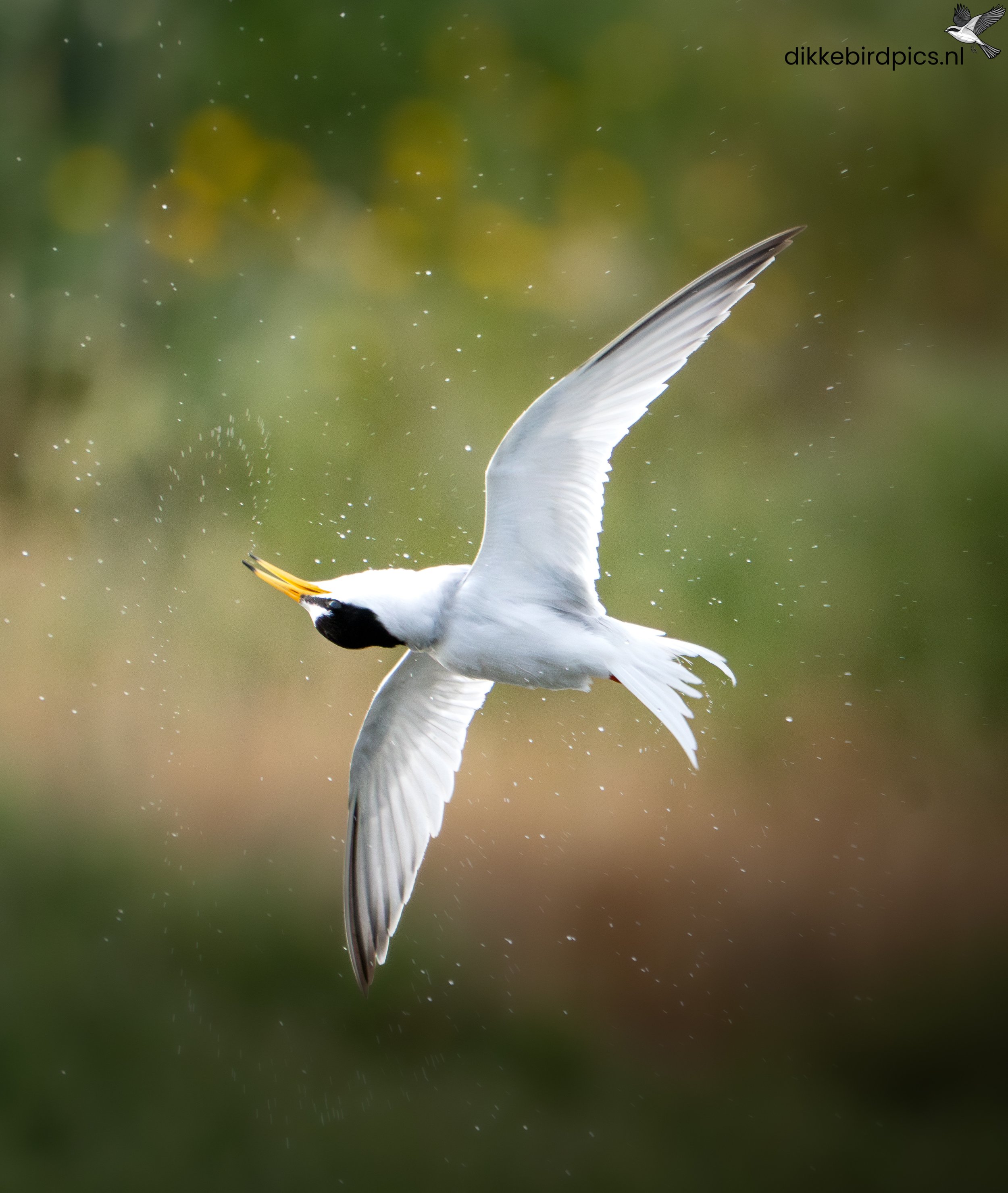 DSC00808-Verbeterd-NR-20250507-Full quality-2.jpg