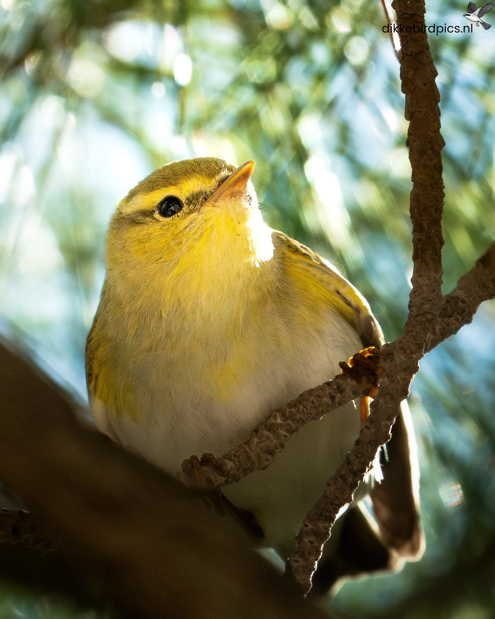 DSC07018-Verbeterd-NR-20250503-Full quality-2.jpg