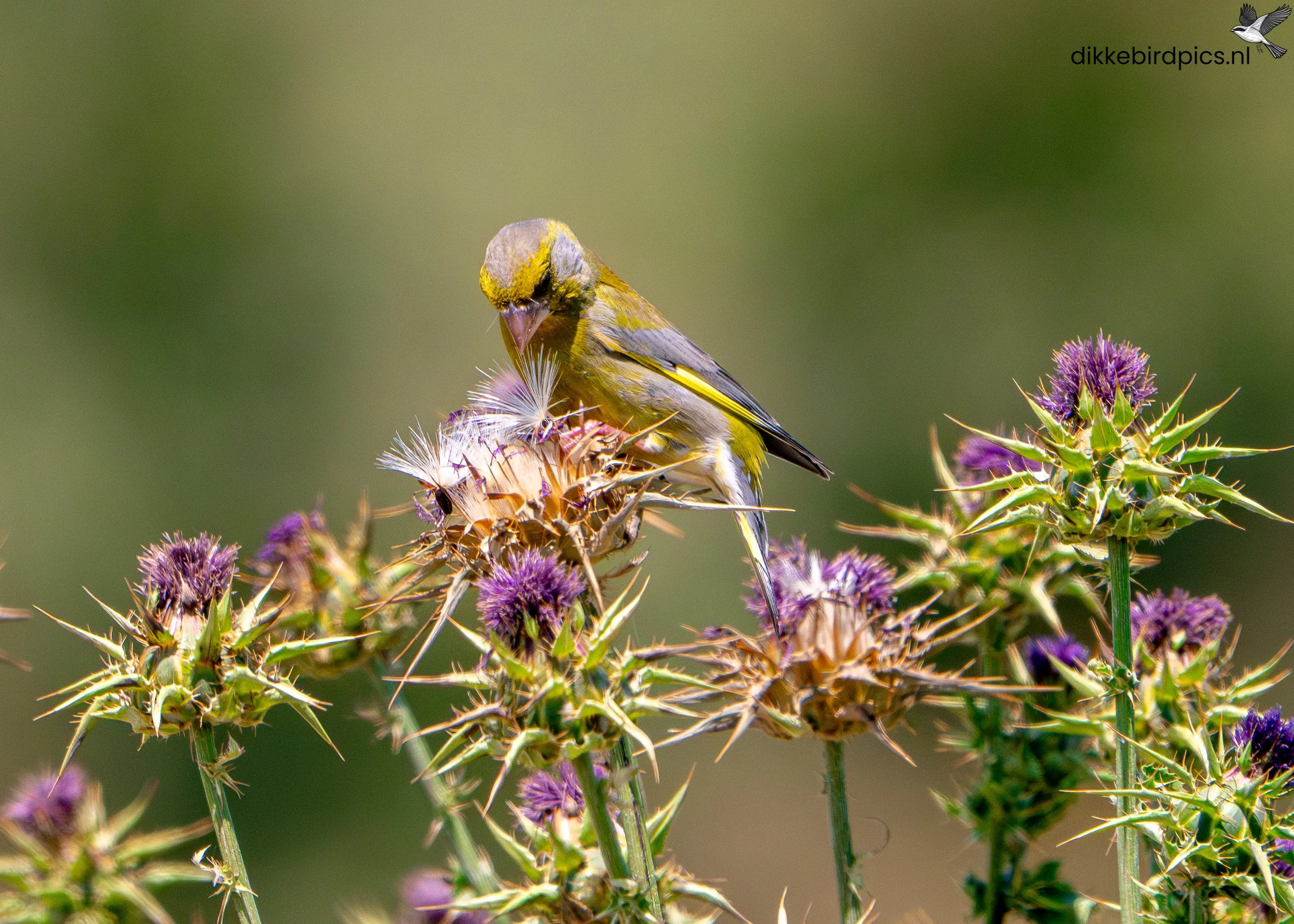 DSC05311-Verbeterd-NR-20250502-Full quality-2.jpg