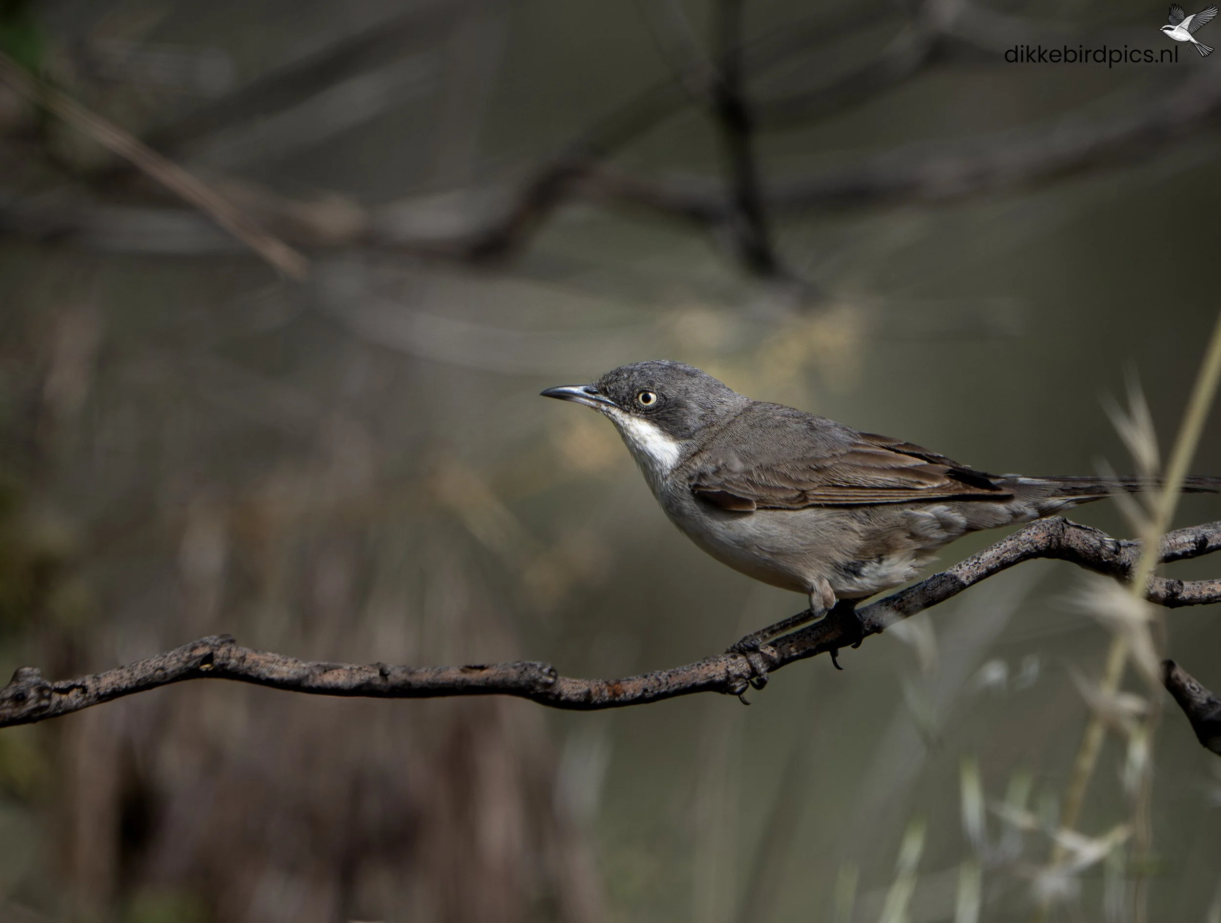 DSC01313-Verbeterd-NR-20250507-Full quality-2.jpg