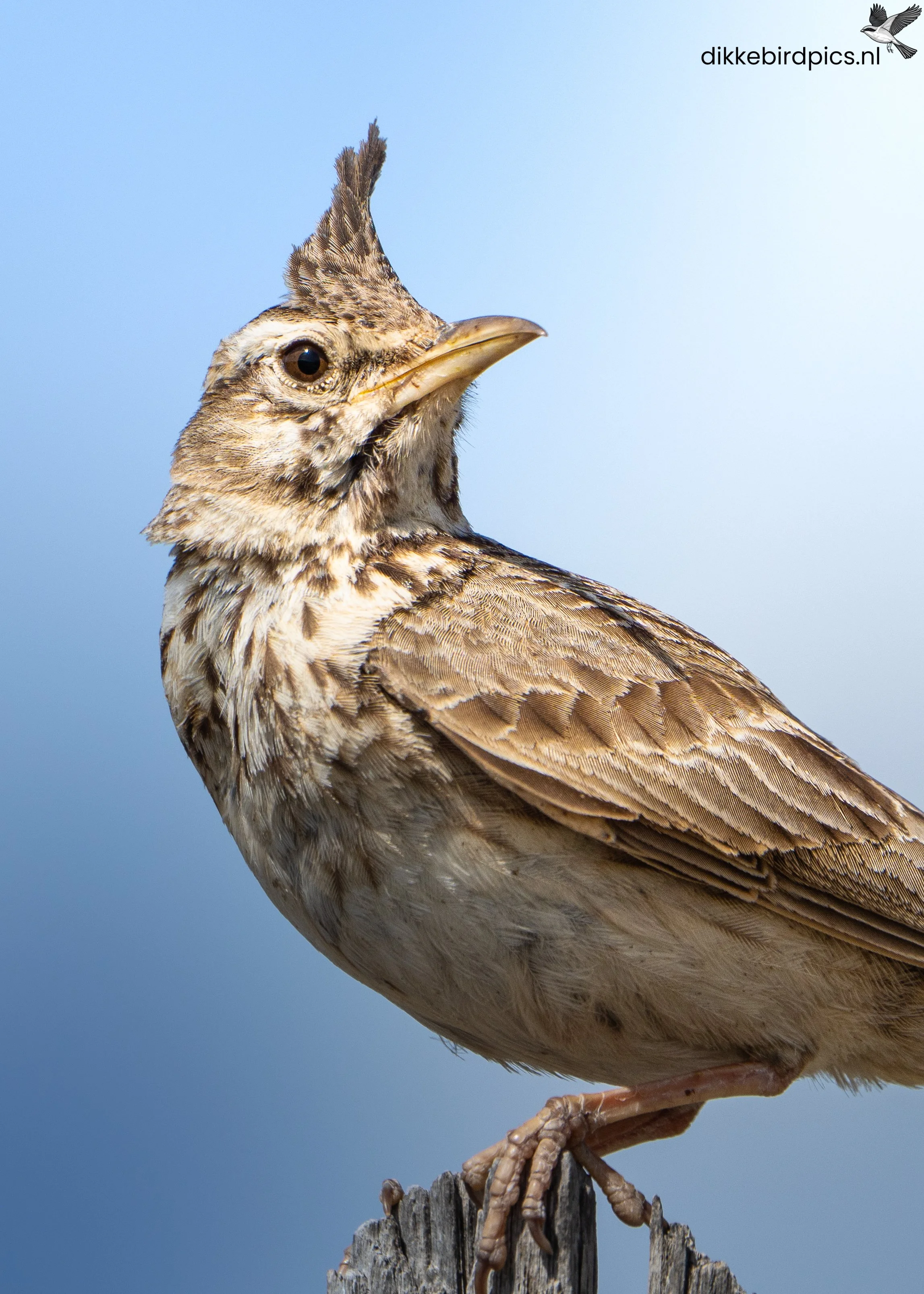 DSC08148-20250505-Full quality-2.jpg