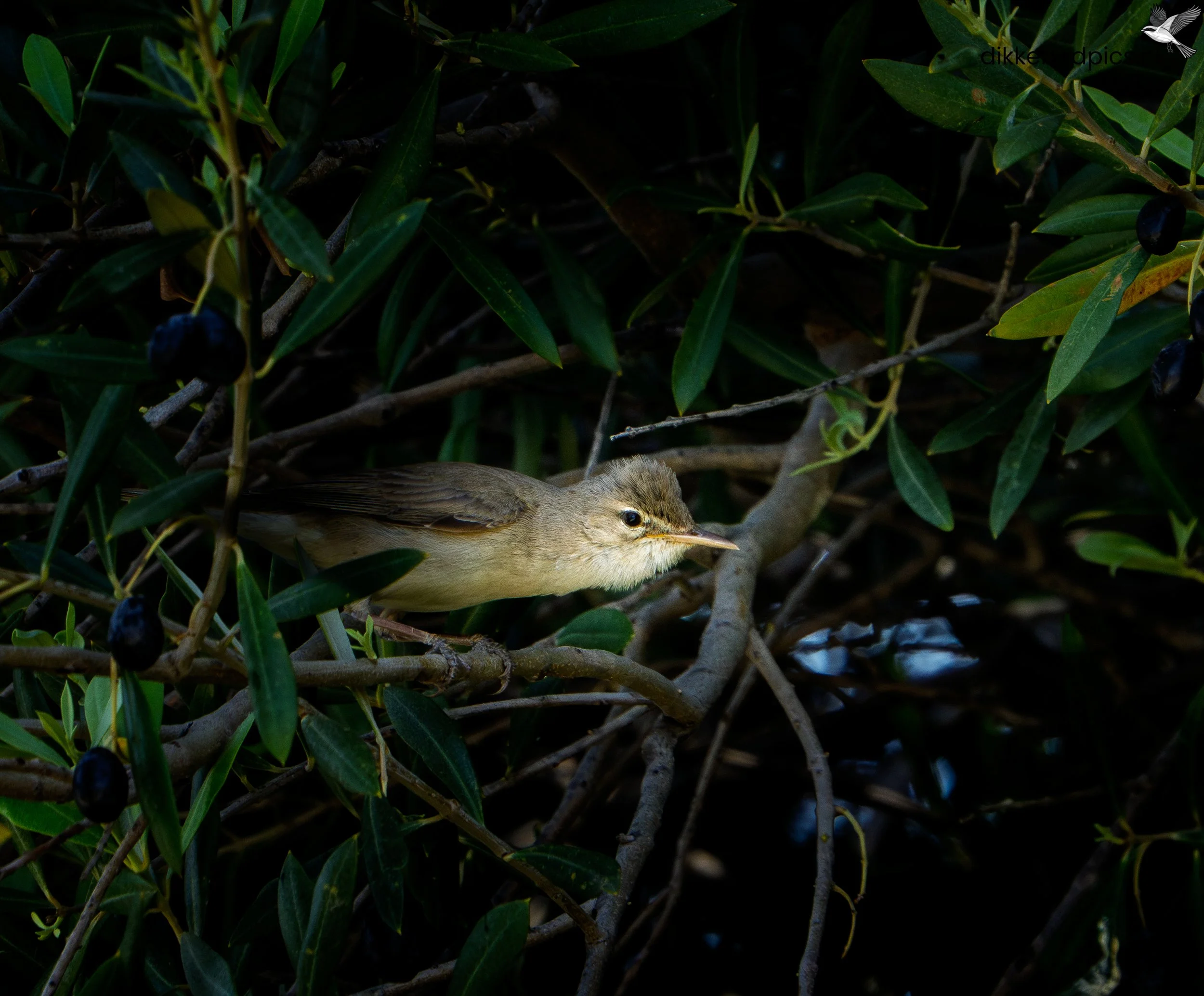 Oostelijke vale spotvogel