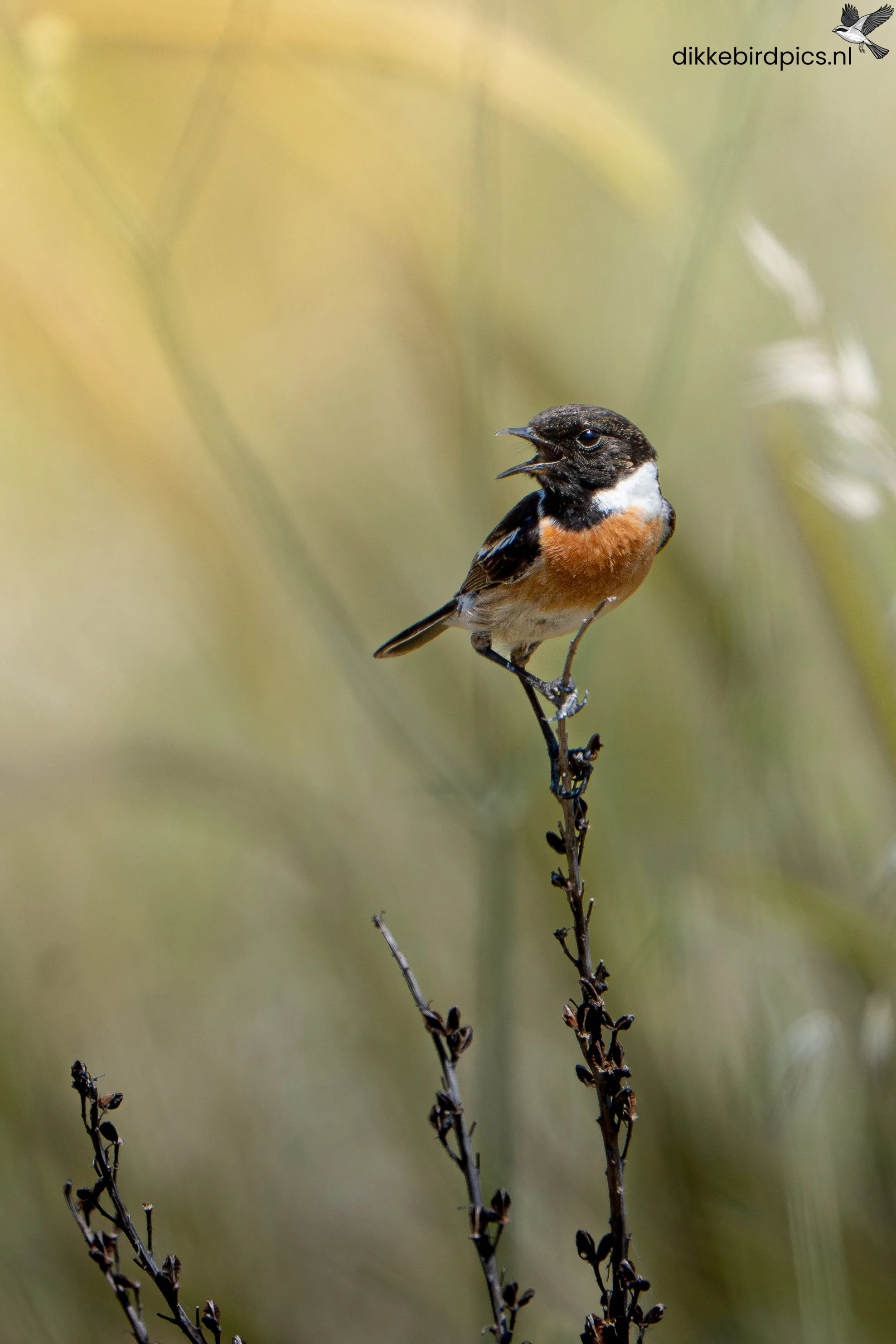 DSC07803-Verbeterd-NR-20250504-Full quality-2.jpg