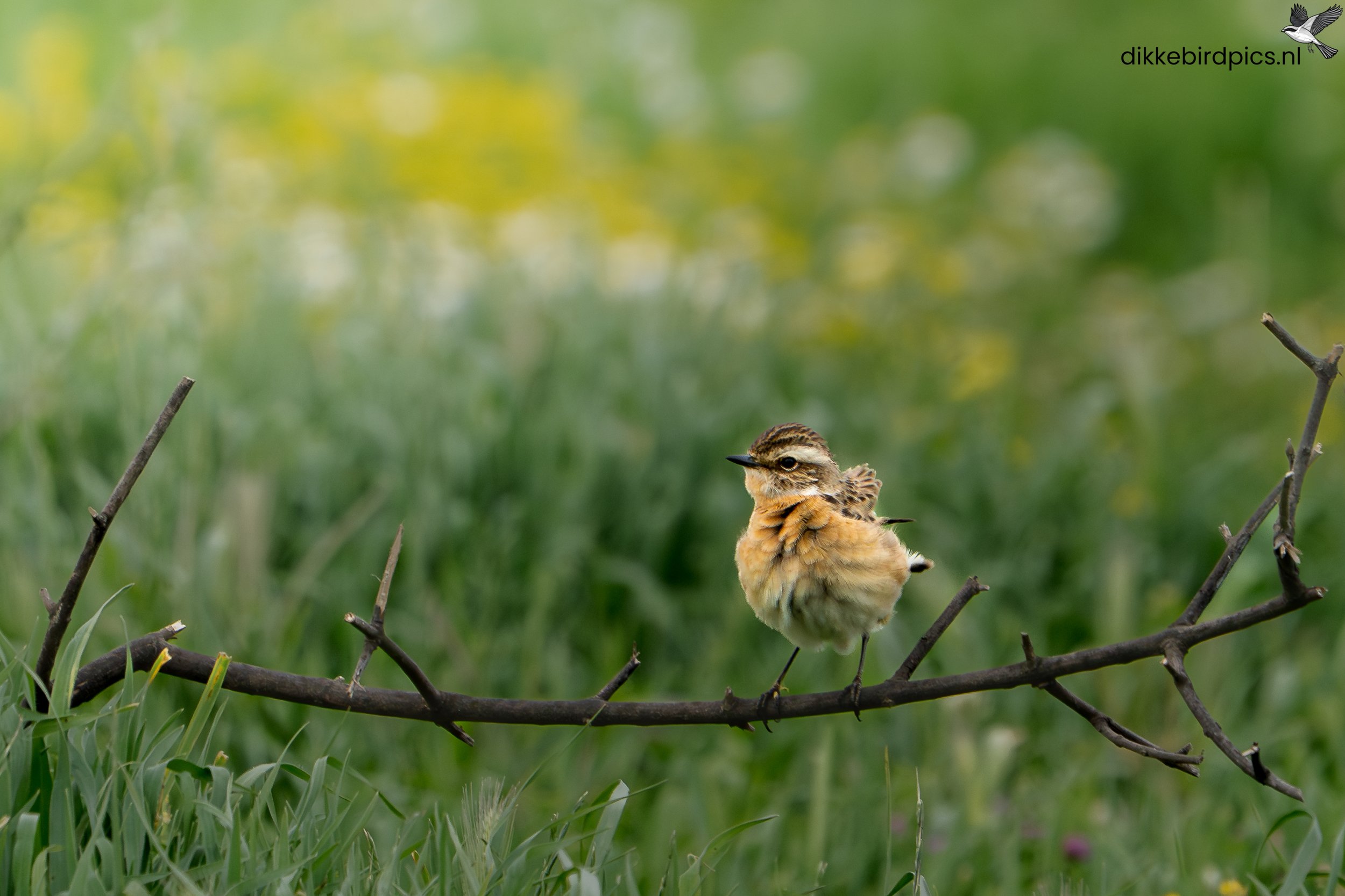 DSC04893-Verbeterd-NR-20250502-Full quality-3.jpg