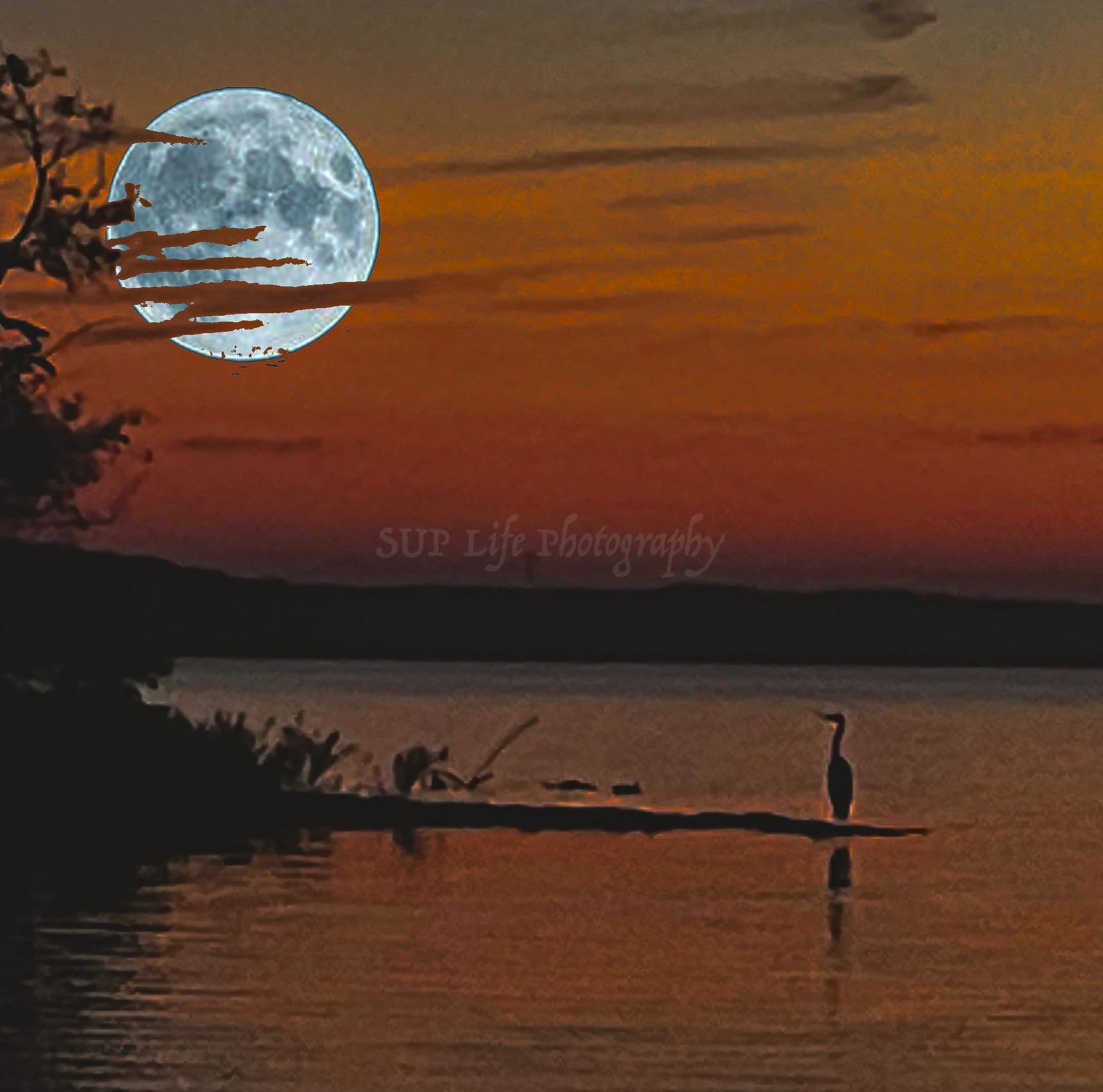 full moon bird 1a.jpg